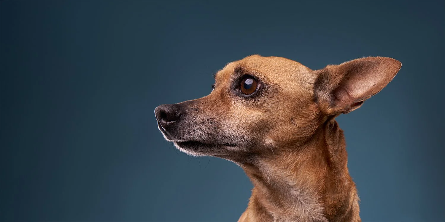 Dramatic portrait of an anxious brown chihuahua looking left against blue background