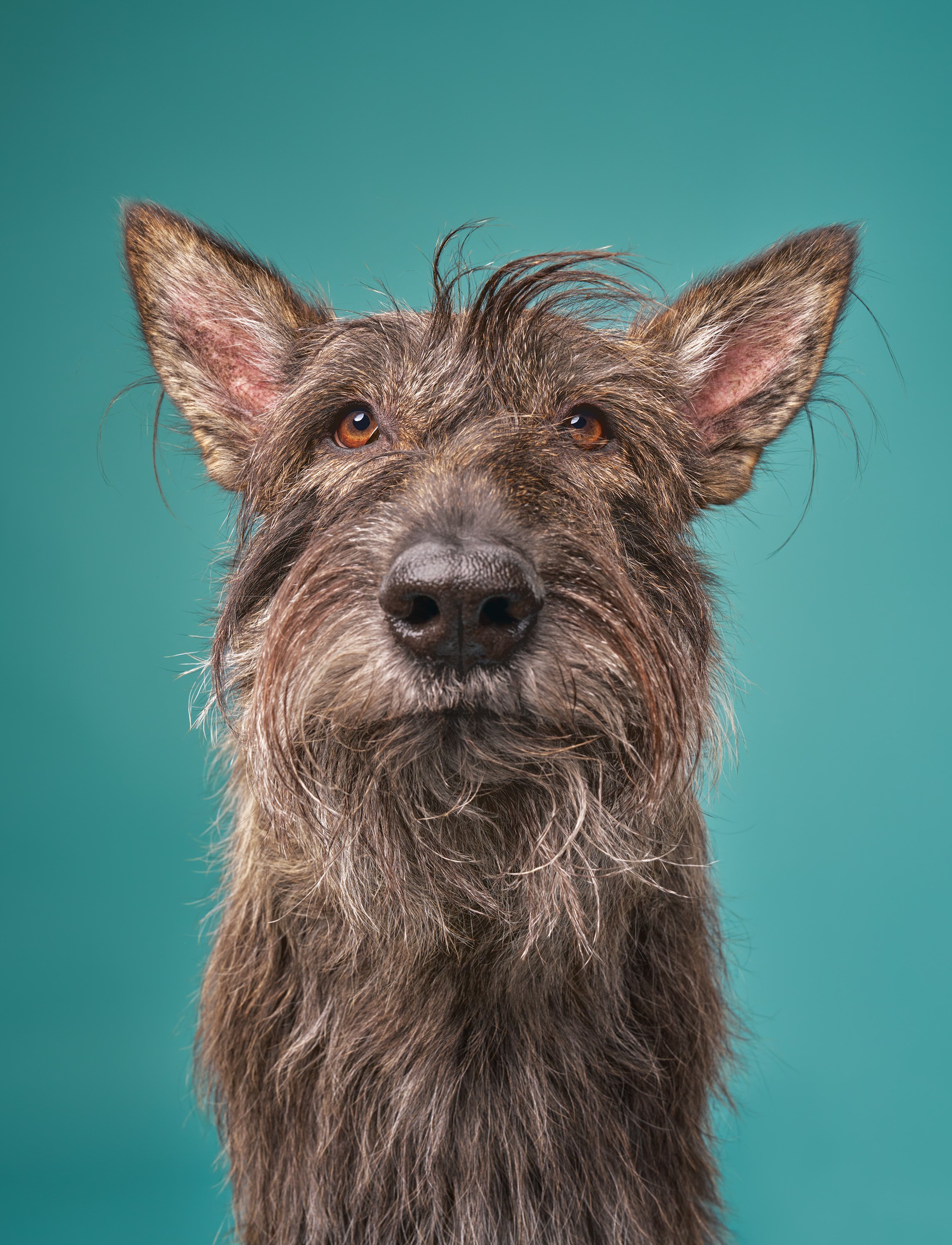 Dog-photography-studio-los-angeles6790.jpg