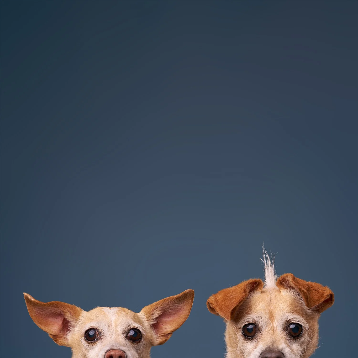 Two small dogs peeking up over the bottom of the frame against a dark blue background at LA  pet photo studio Shuttermutt Photo