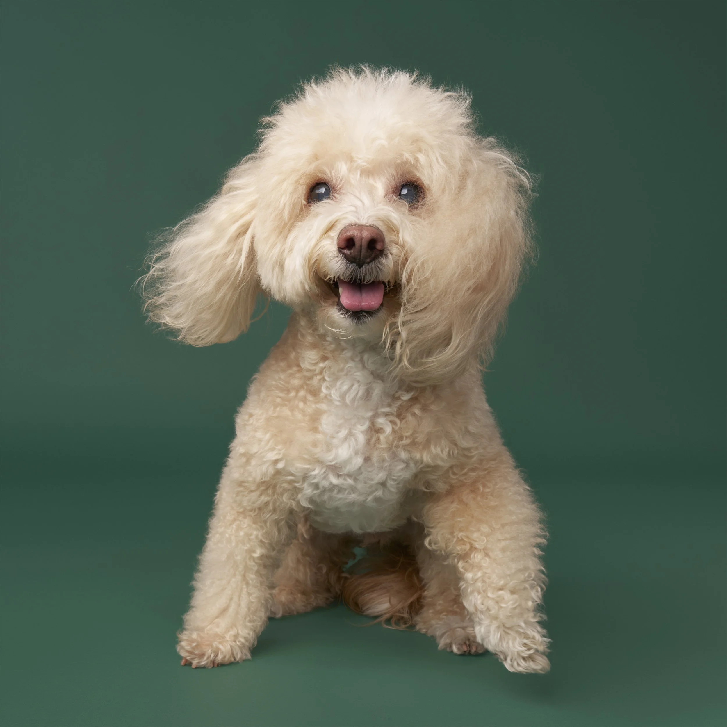 A blonde maltese dog sitting and smiling on a green background with ears flying