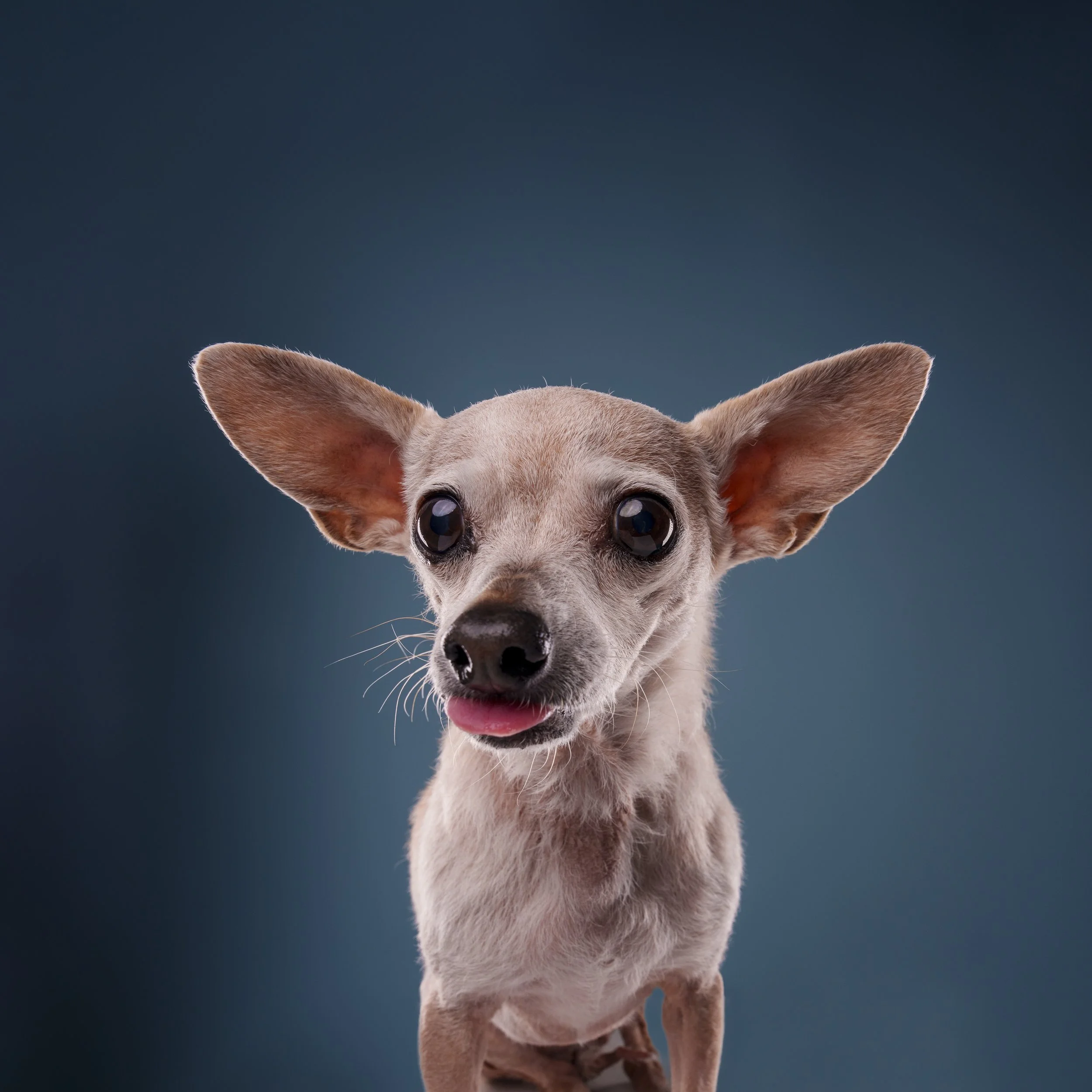 Close-up portrait of a Chihuahua dog sticking out its tongue, against a dark background in LA.