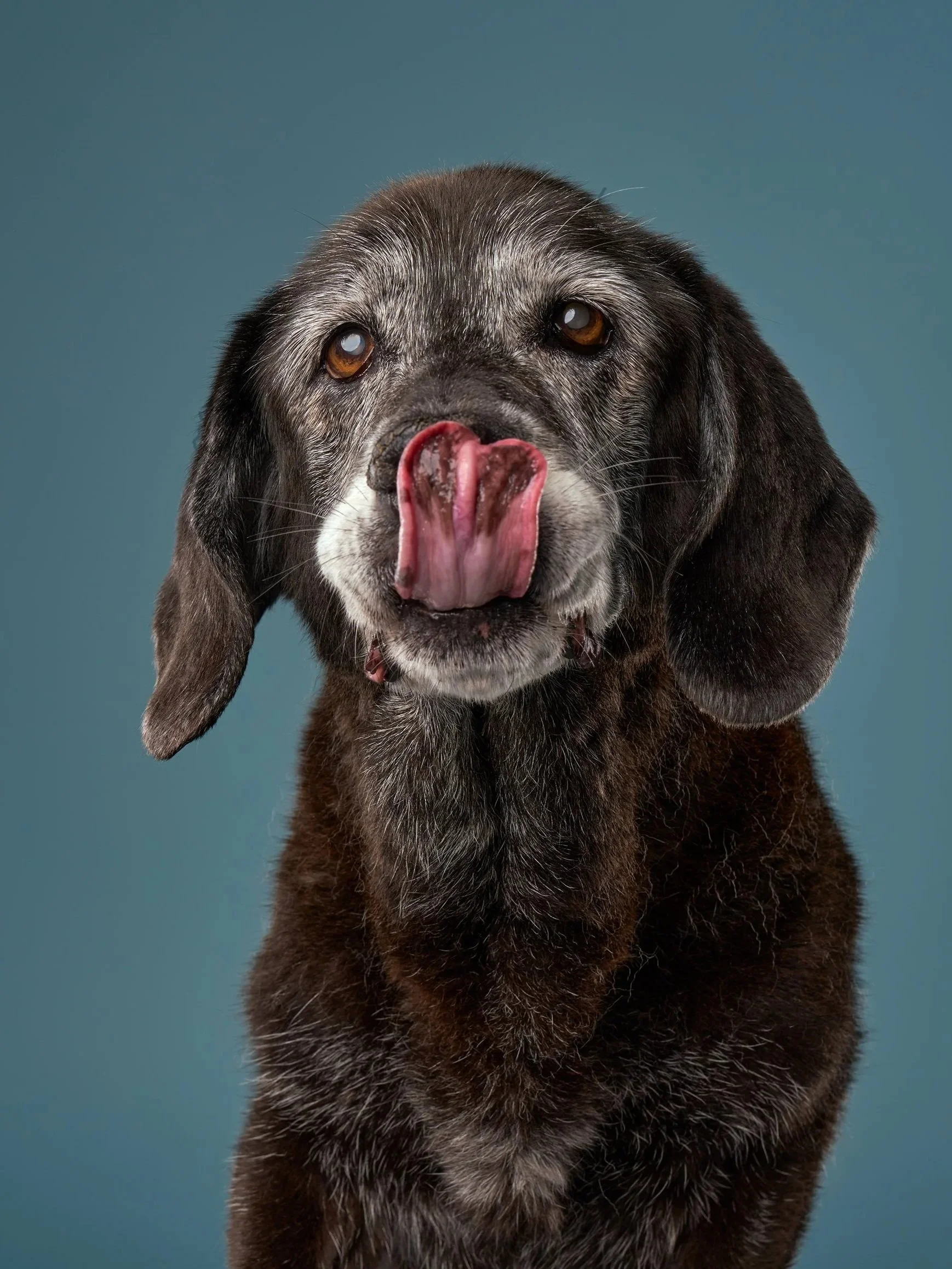 Senior basset hound dog sticking her tongue out against a blue background