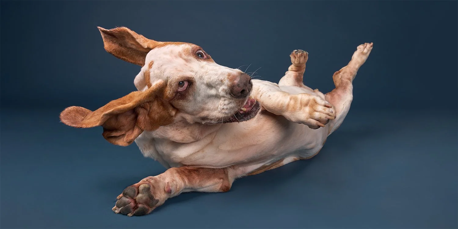 A large basset hound dog rolling over with ears flying out on a dark blue background, looking towards the camera at Los Angeles dog photography studio Shuttermutt Photo