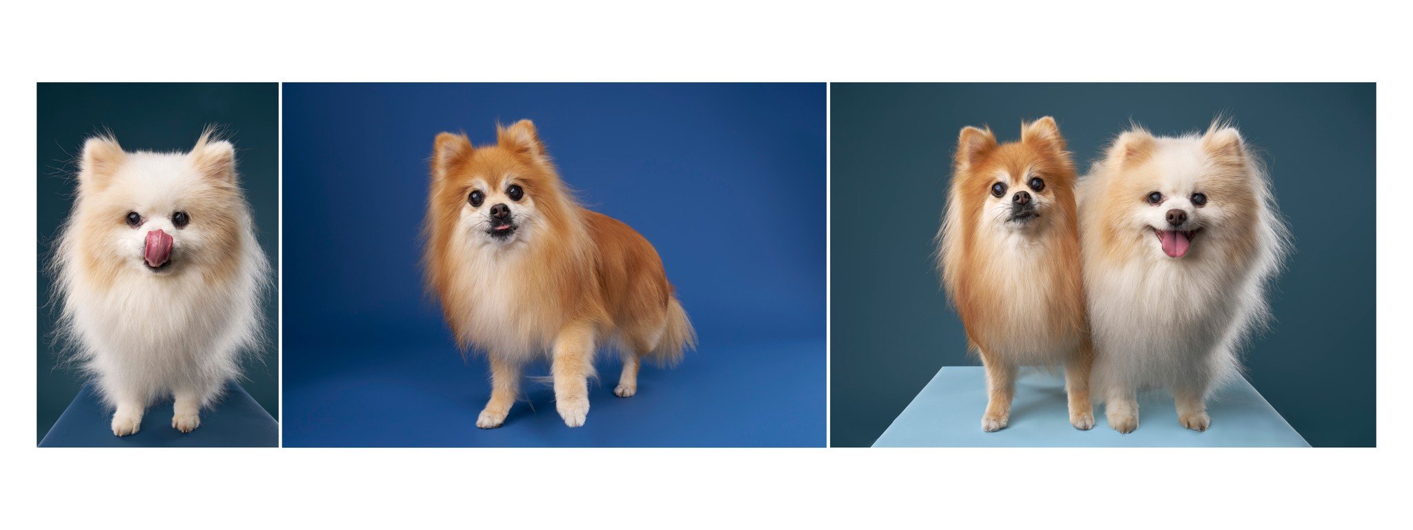 Senior Pomeranians Teddy and Princess photographed on a blue background for their photo album portraits at their Los Angeles pet portrait session.