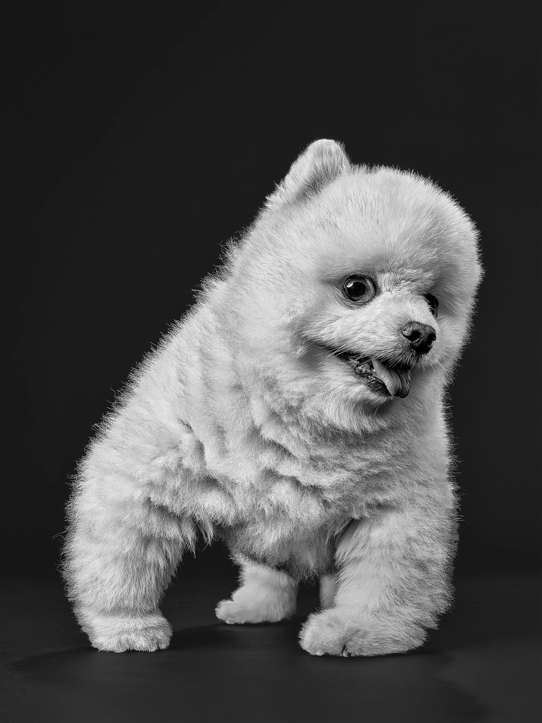 Funny-pomeranian-portrait-los-angeles-pet-photography-studio9557.jpg