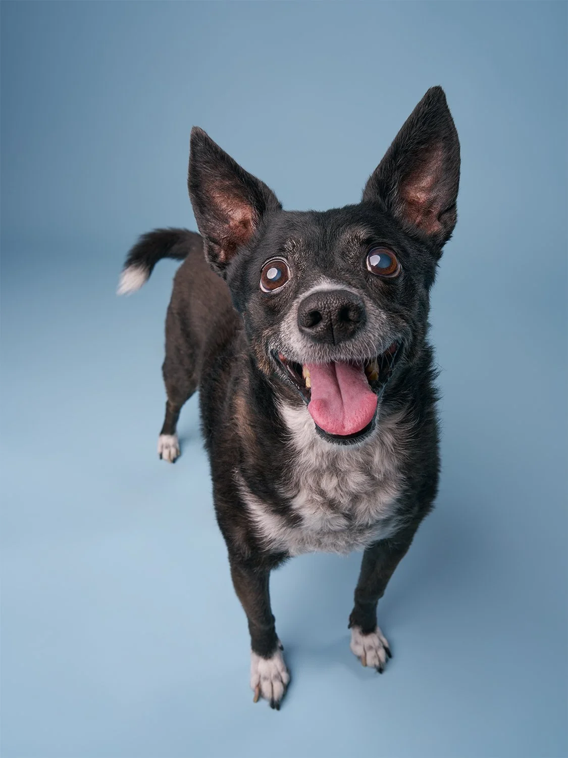 Happy black and white dog with pointy ears, tongue out, standing on a light blue background at LA dog portrait studio