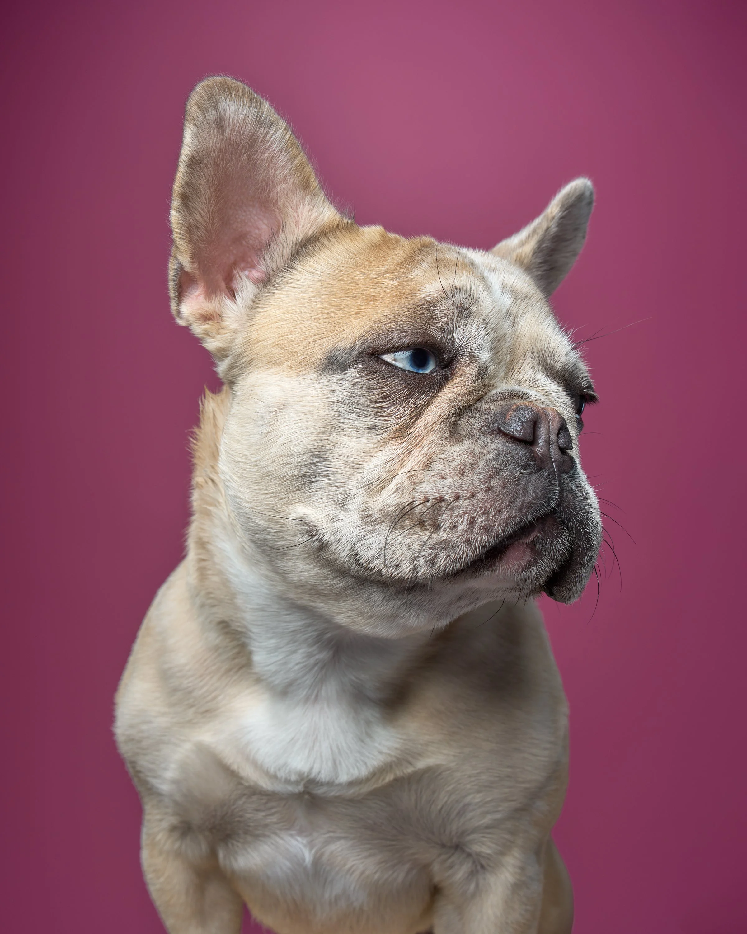 Portrait of a blonde French bulldog looking to the with her blue eye against a pink background in LA pet portrait studio
