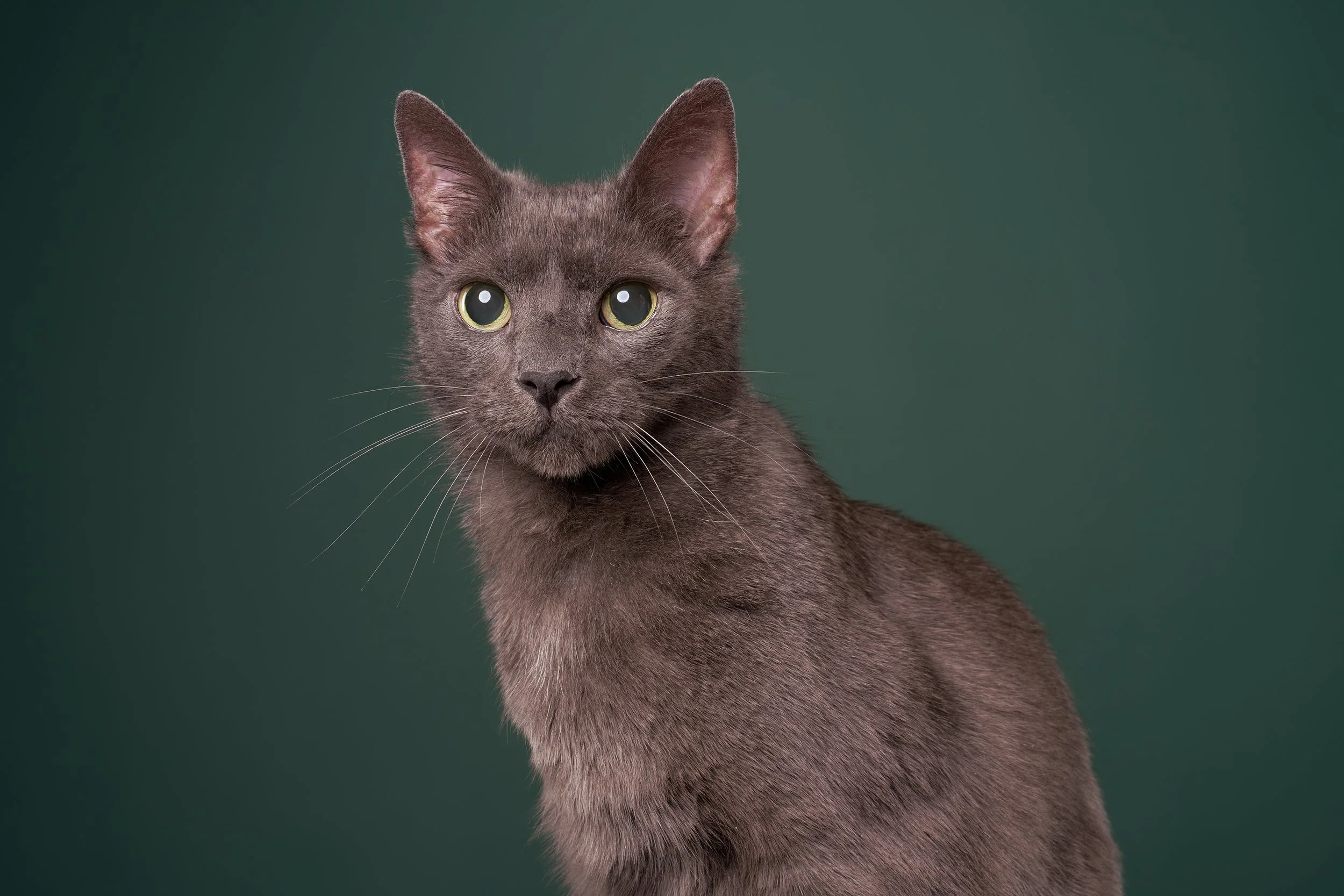 Photo of a gray senior cat named Captain sitting against an evergreen background in Los Angeles pet portrait studio Shuttermutt Photo
