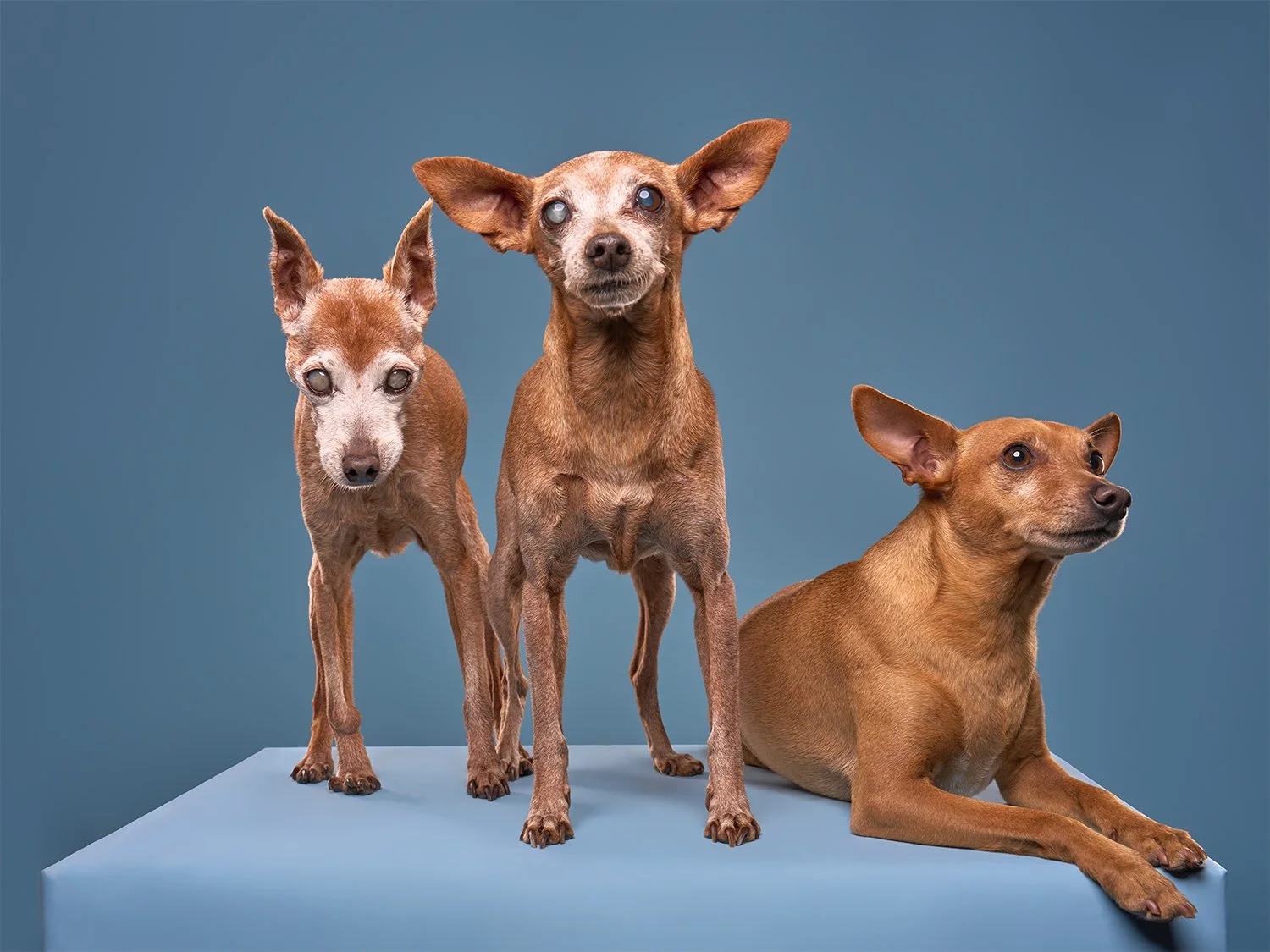 Three brown miniature pinscher dogs on a blue platform against a blue background at Shuttermutt Photo dog photo studio in Los Angeles
