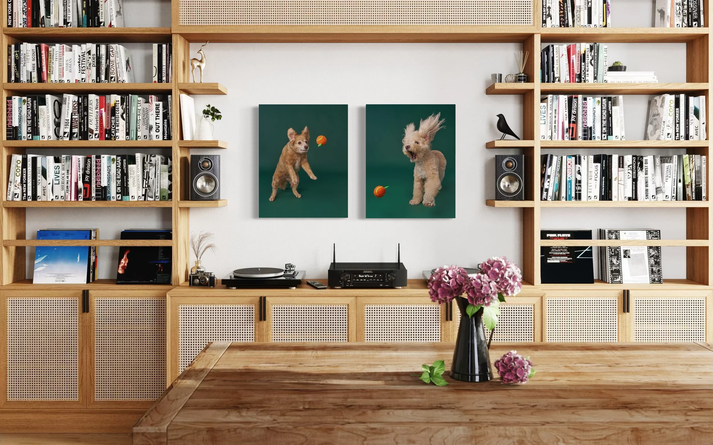 Photo of a large bookshelf against the wall of a Los Angeles home with two framed portraits of small energetic dogs jumping after an orange tennis ball against a green background