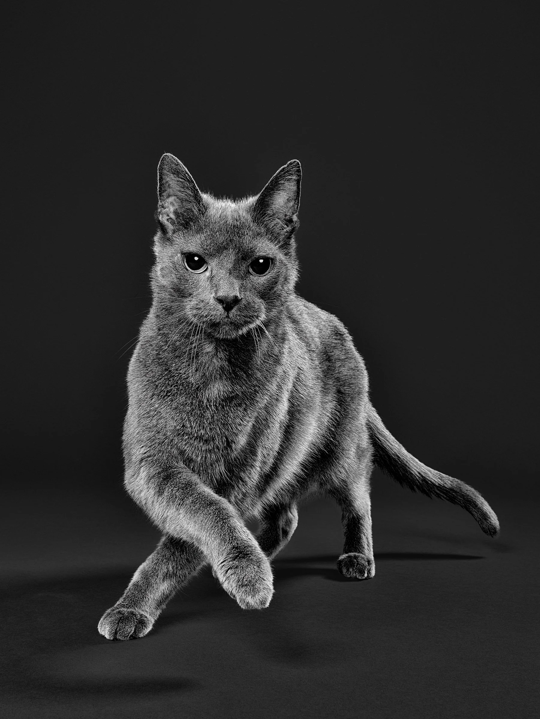 los-angeles-cat-photographer-black-and-white6985.jpg
