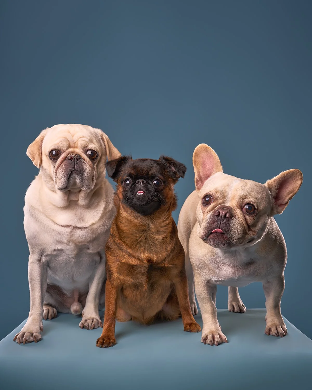 Three small dogs sit facing forward on a blue platform against a blue-gray background in LA pet portrait studio