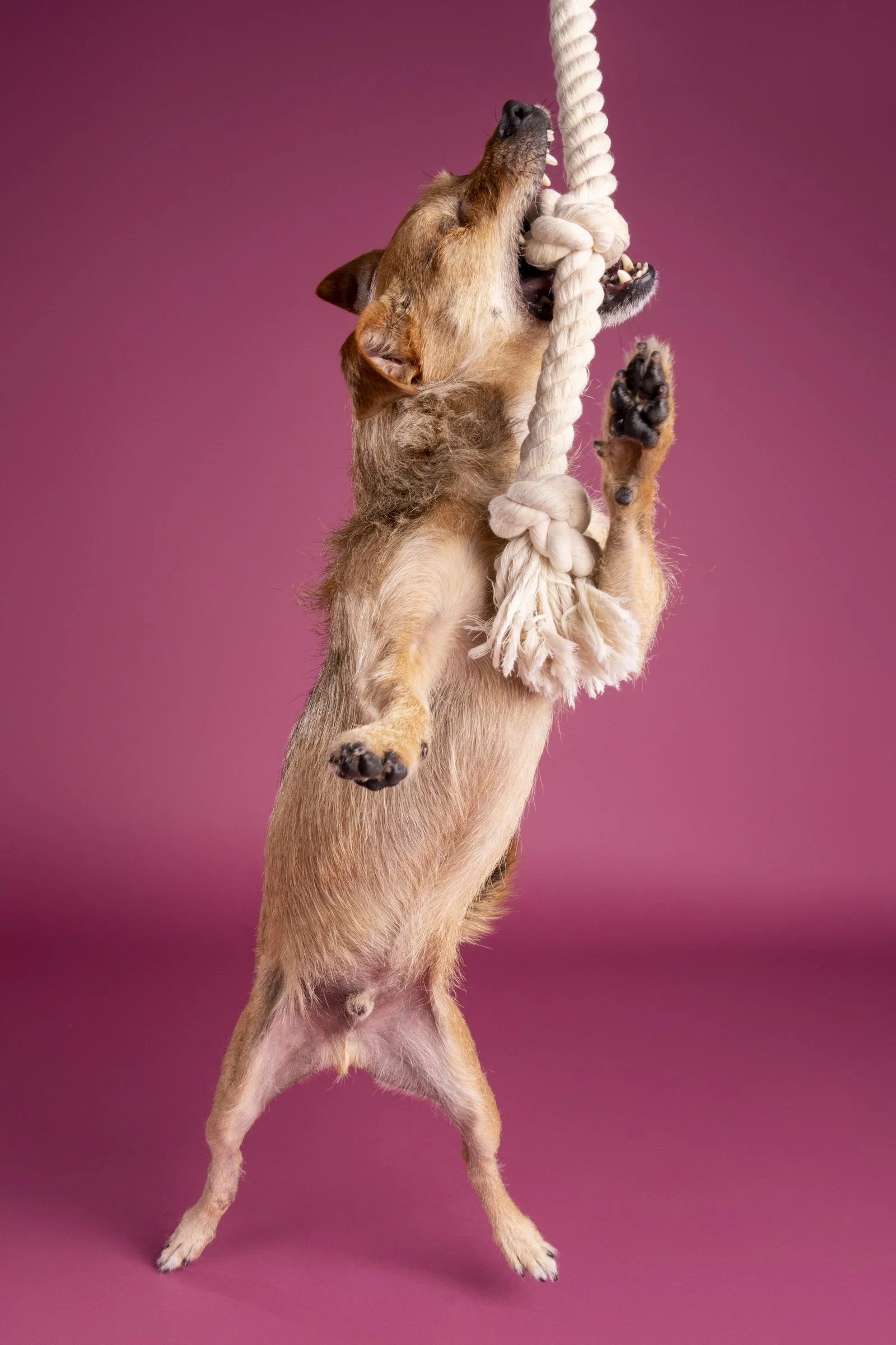Photo of a brown terrier dog with one eye standing on its hind legs, biting a white rope with its mouth against a pink background