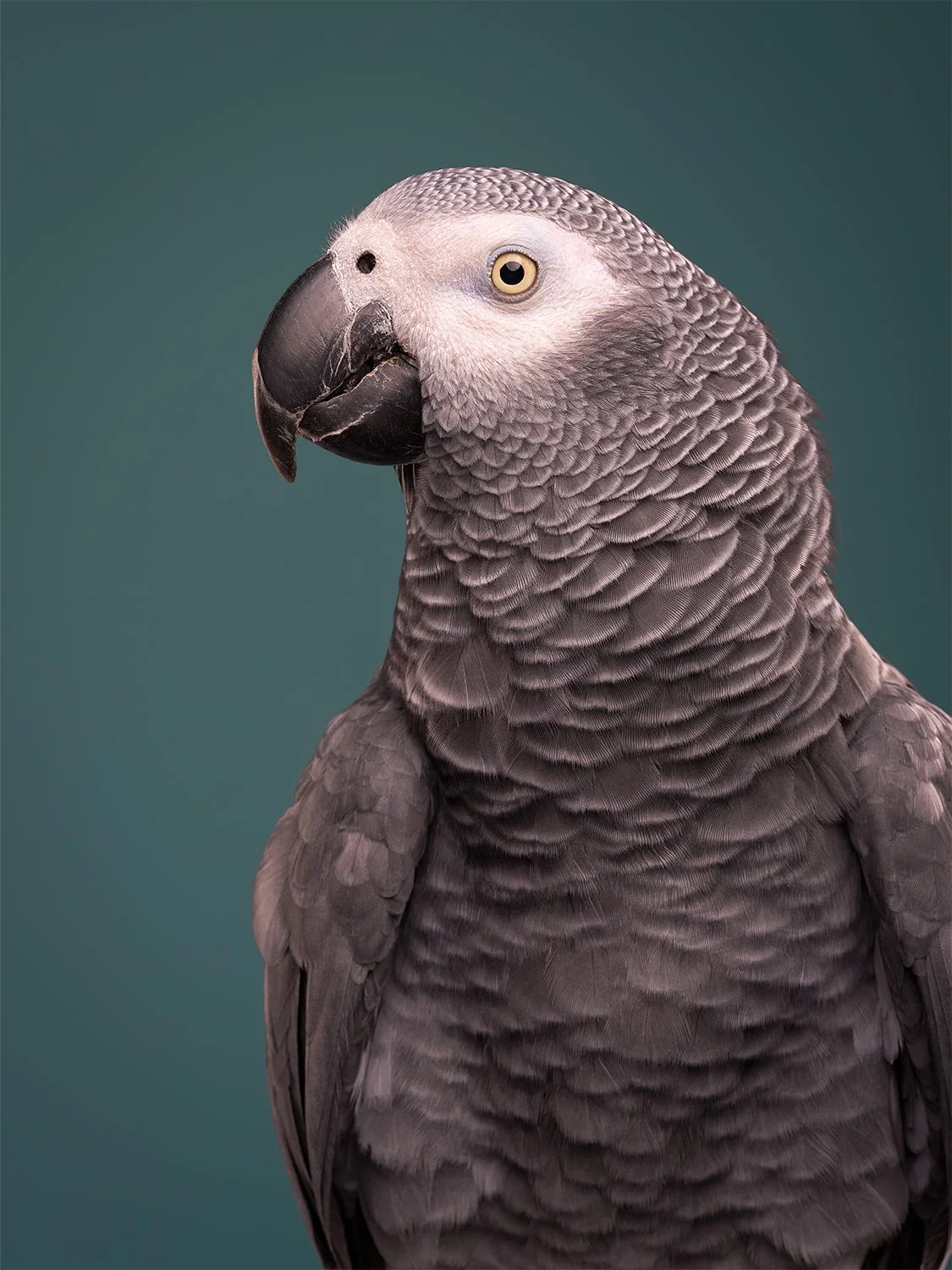Close-up photo of an African grey parrot with detailed feathers against a teal background at LA pet portrait studio Shuttermutt Photo