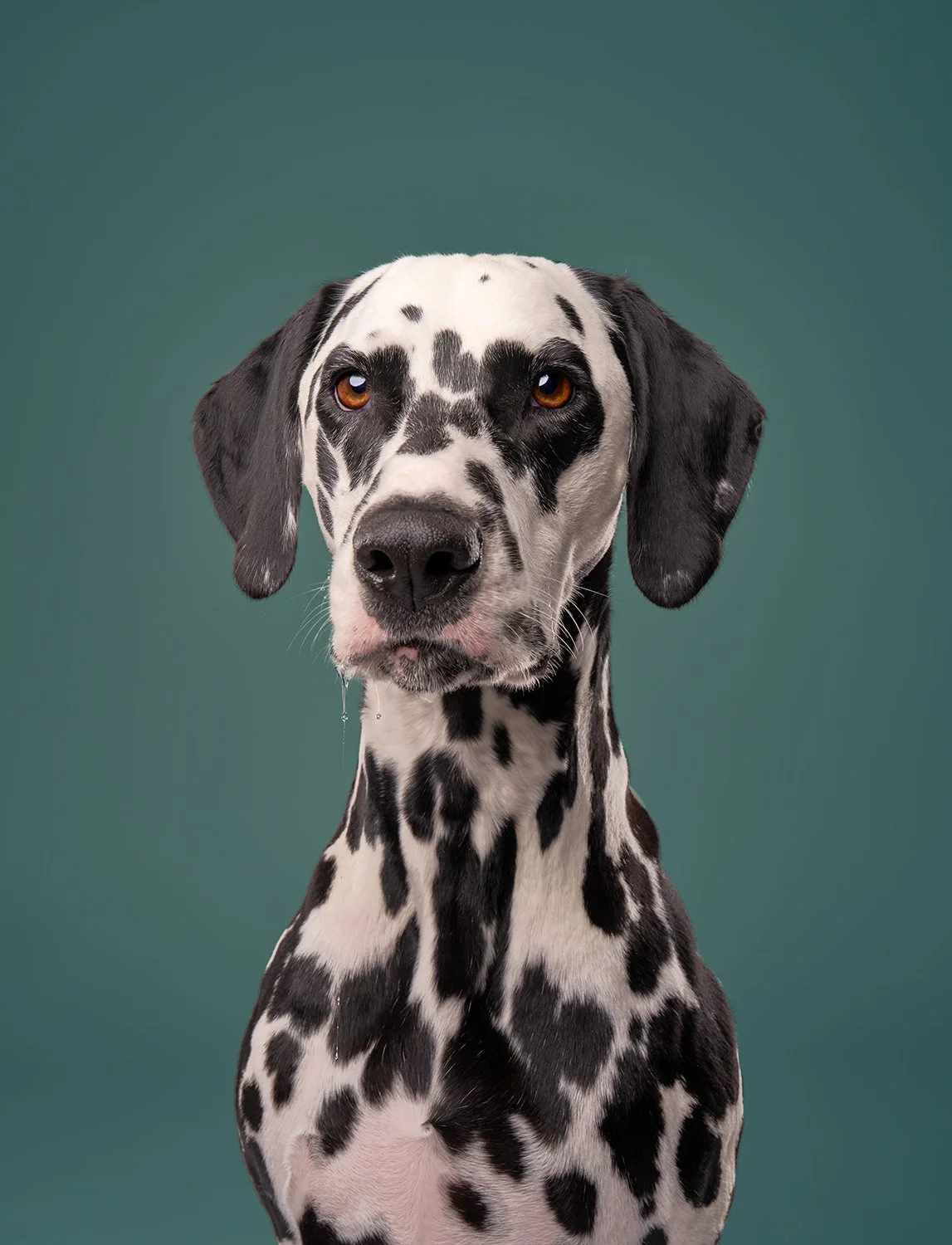 Portrait of Dalmation dog on teal background taken by Shuttermutt Photo at their LA studio