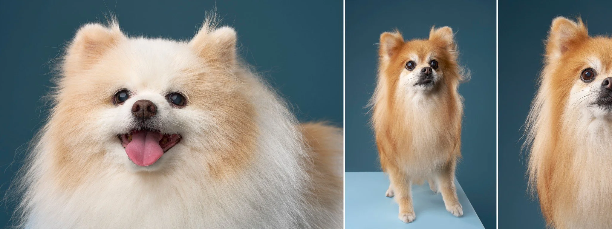 Senior Pomeranians Teddy and Princess photographed on a blue background during their Los Angeles pet portrait session.