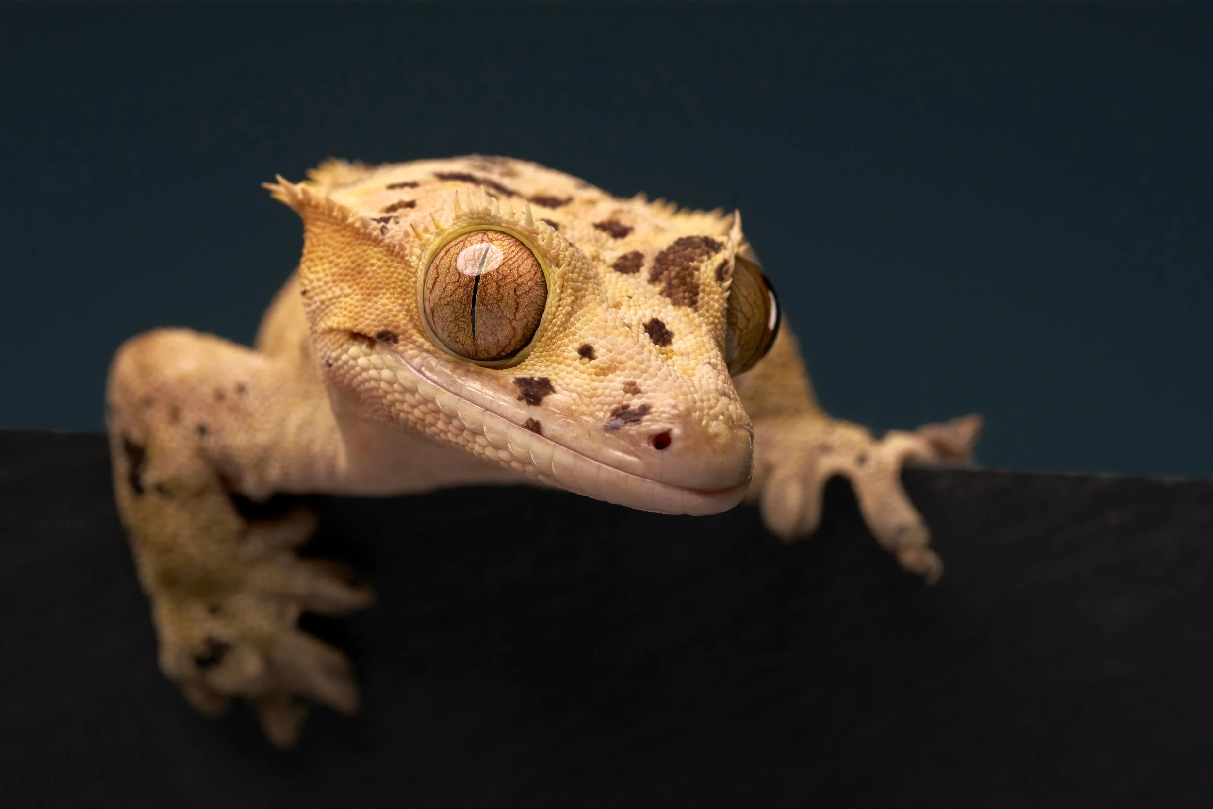 Fine art portrait of a Dalmatian crested gecko in LA pet photo studio Shuttermutt Photo