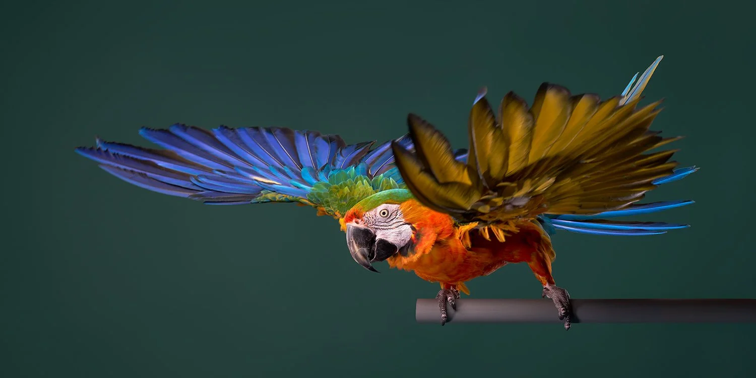 Colorful parrot perched on a black rod with spread wings against a dark green background at Shuttermutt Photo animal photography studio Los Angeles