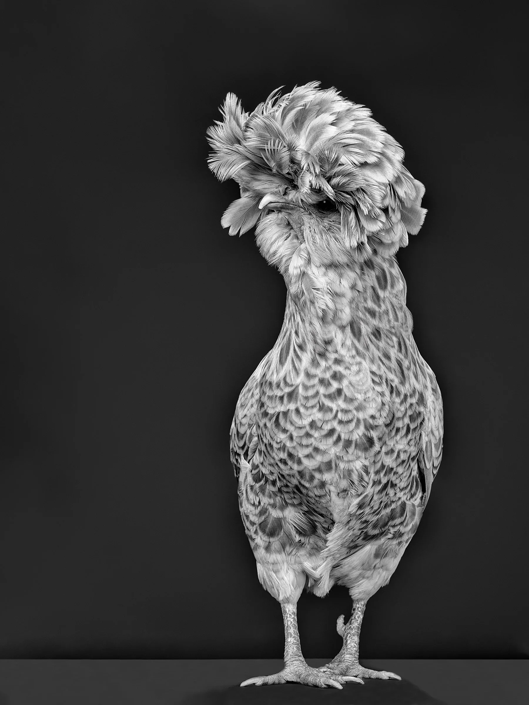 black-and-white-chicken-photography-los-angeles-polish-chicken1200141 3 1.jpg