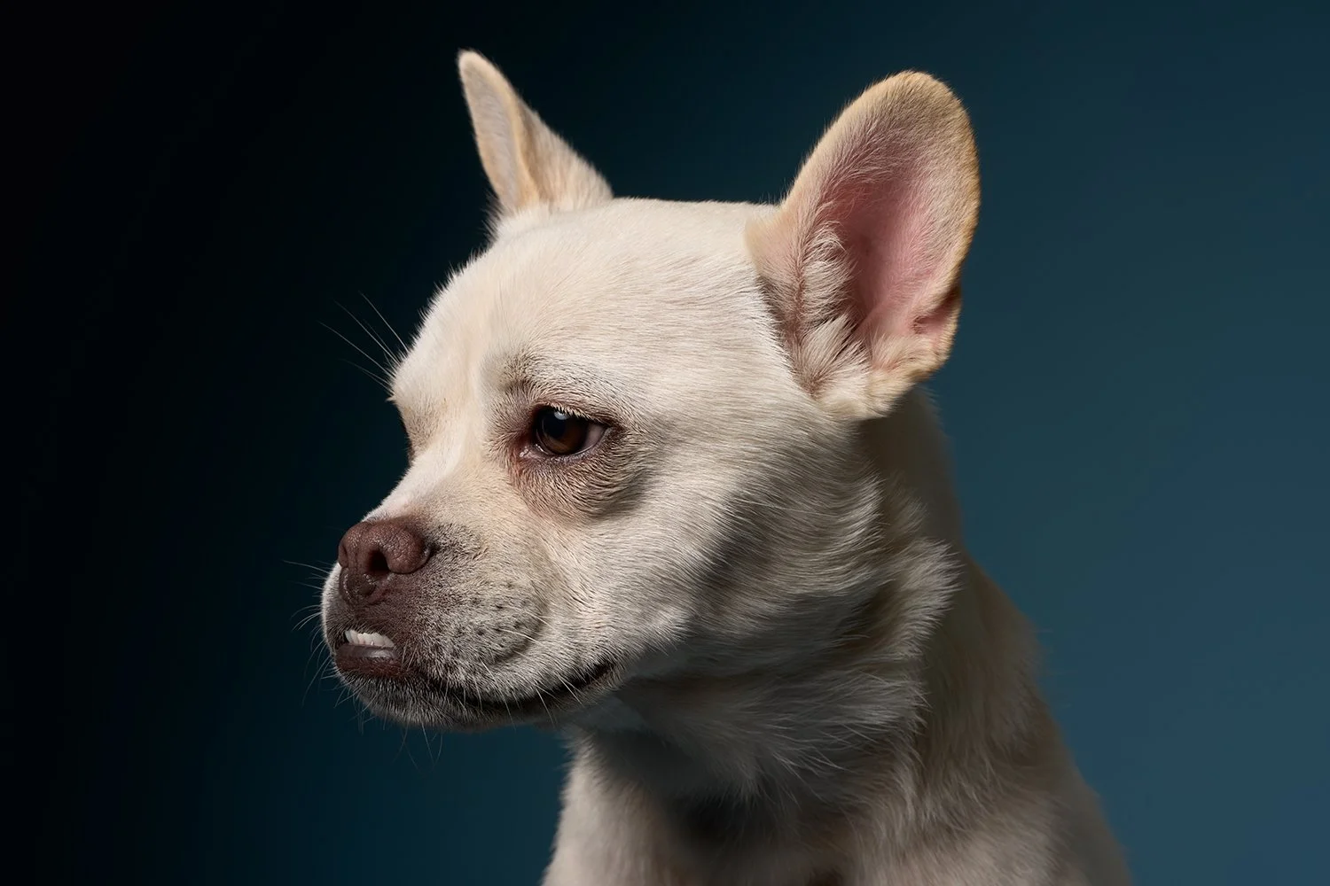 Dramatically lit portrait of a cream-colored dog with big ears looking left against a dark blue background at a Los Angeles dog photography studio 