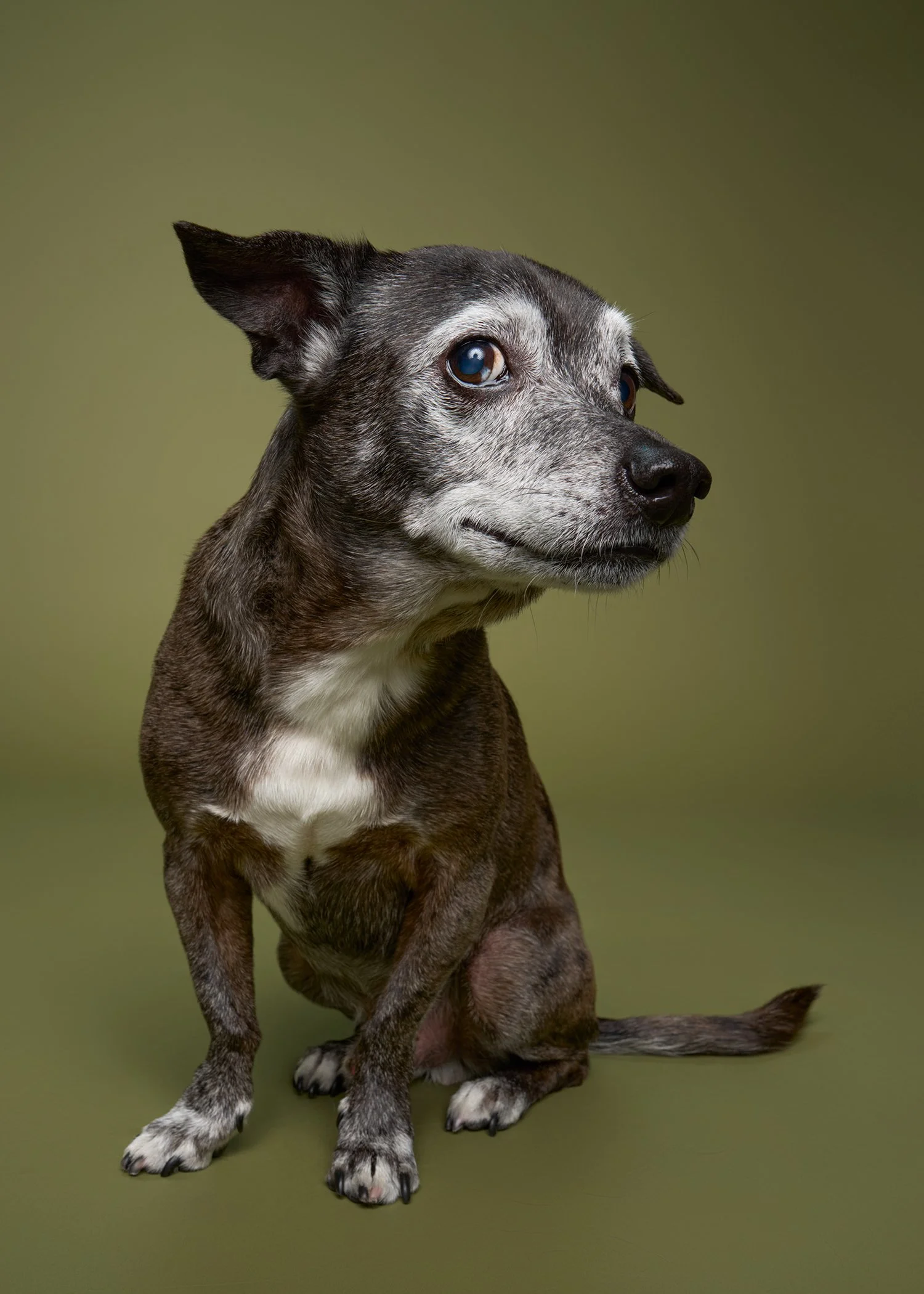 Shuttermutt Photo portrait of a senior dog with gray fur and a white face, looking at the camera with his nose turned to the right against an olive green background in Los Angeles