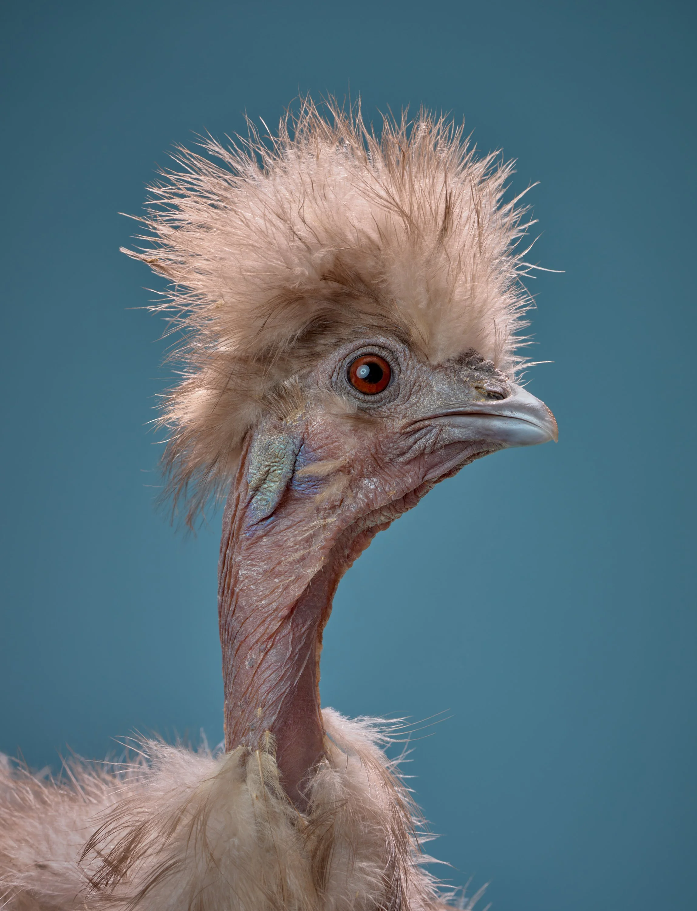 chicken-photographer-los-angeles-portrait-photo-studio1200560.jpg