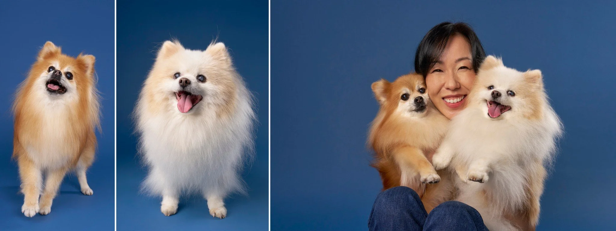 Senior Pomeranians Teddy and Princess and their dog mom photographed on a blue background during their Los Angeles pet portrait session.