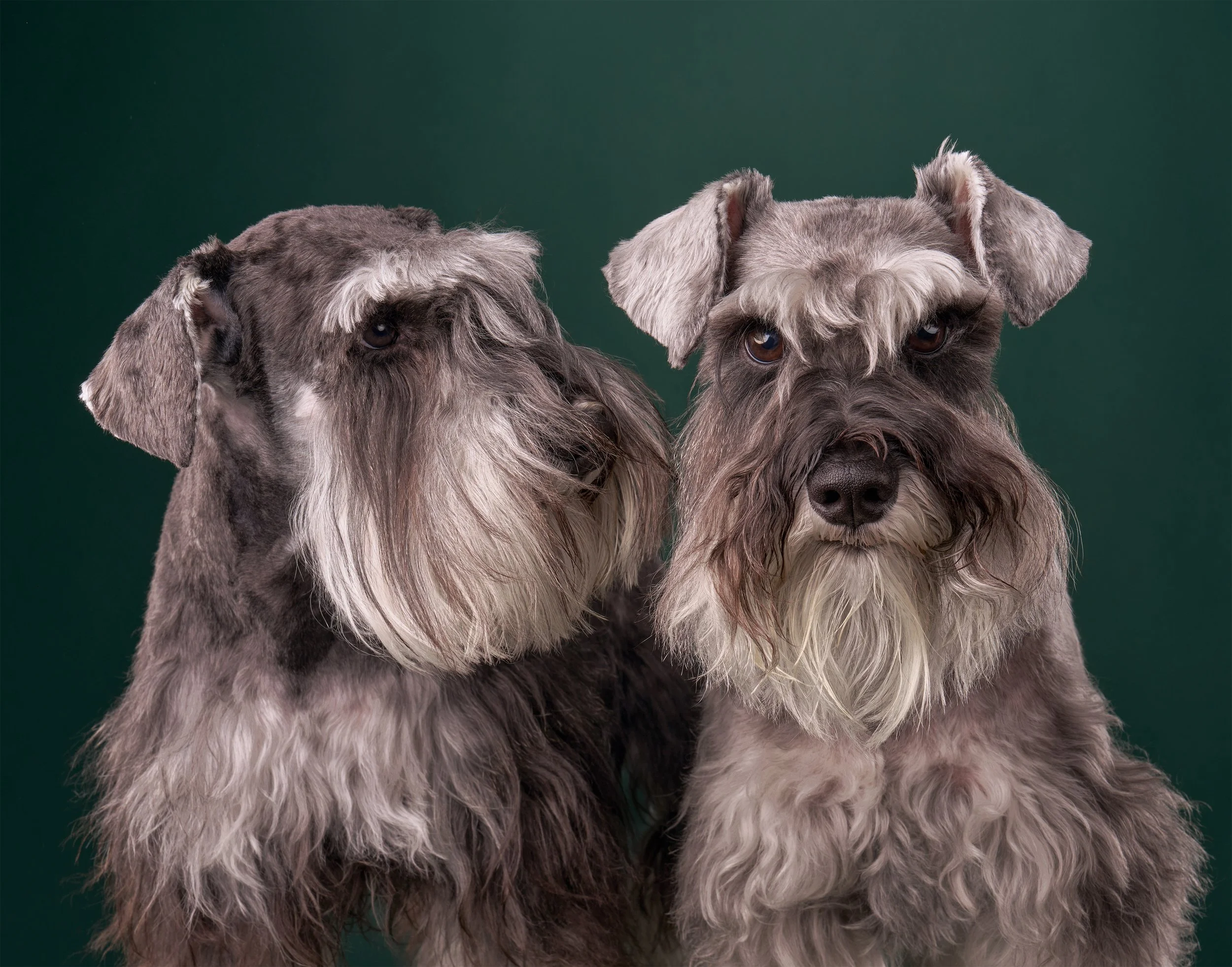 Portrait of two gray miniature schnauzer dogs on a green background in LA pet photo studio Shuttermutt Photo