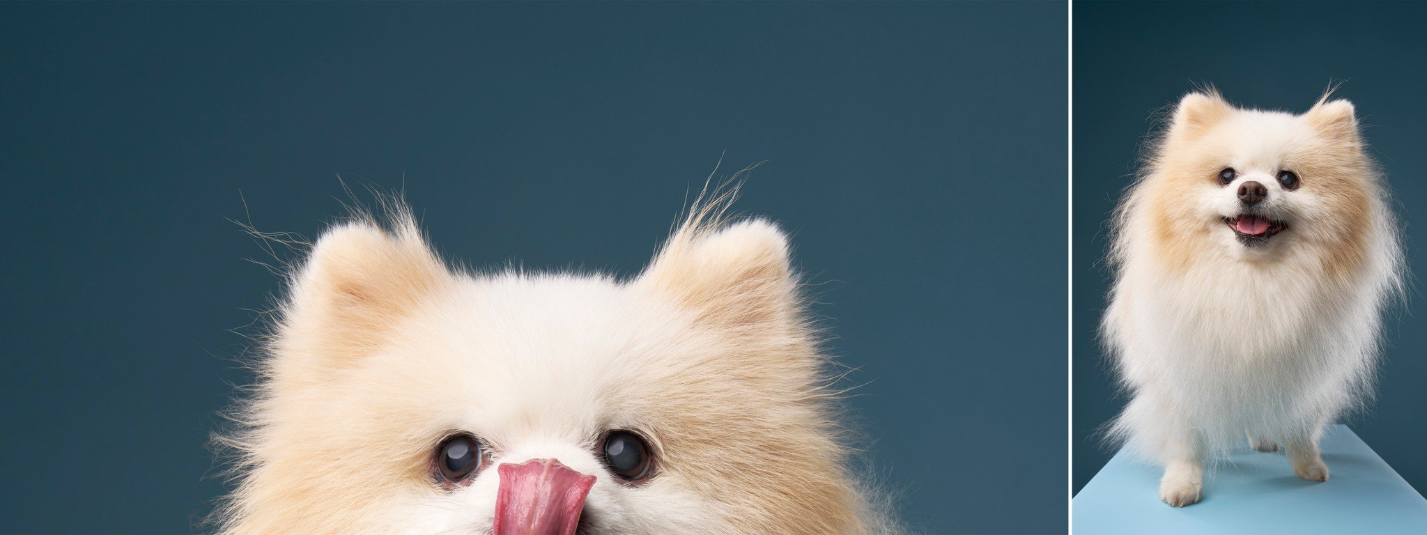 Senior Pomeranian dog Teddy smiling against a blue background during his Los Angeles pet portrait session.