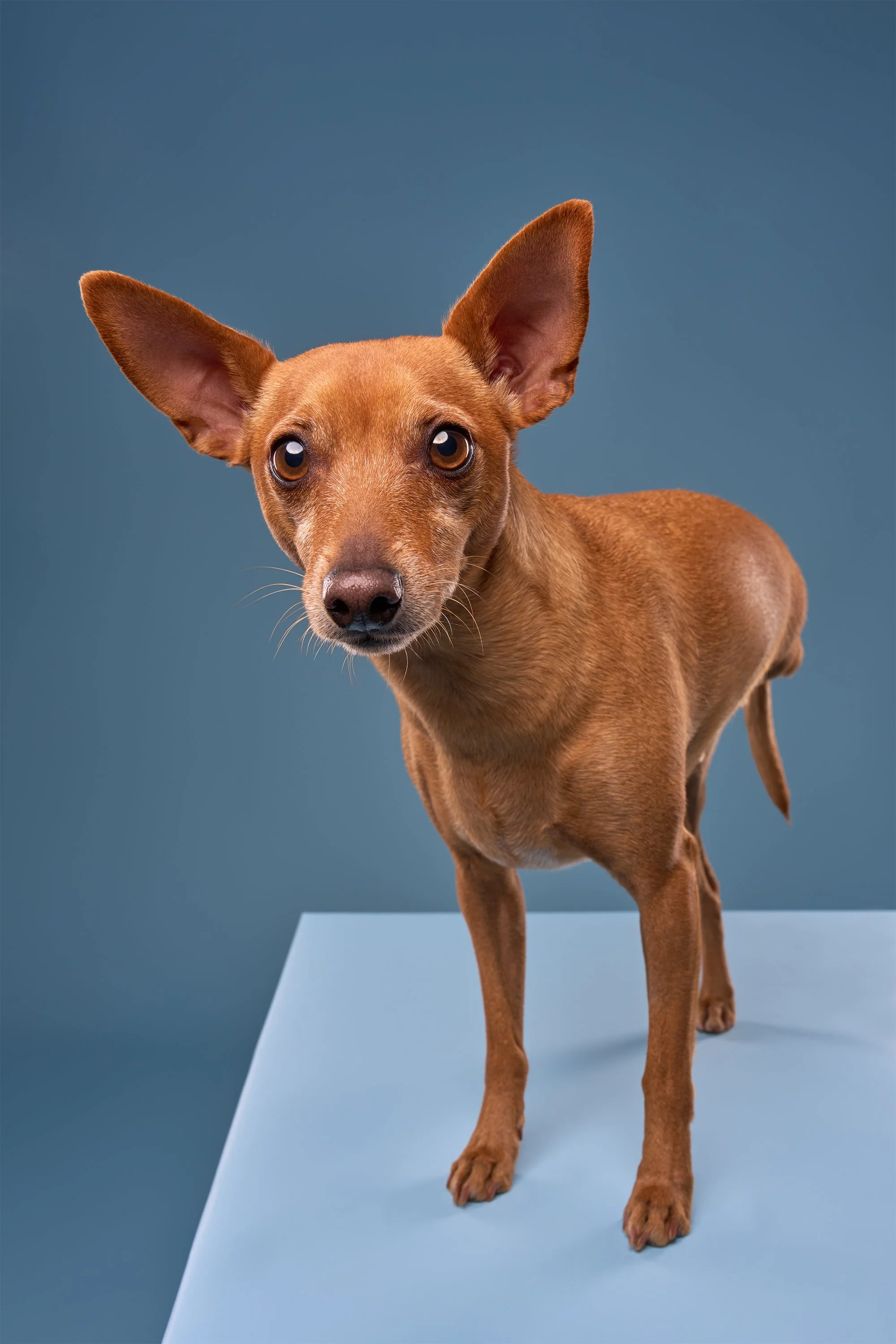 Three-legged miniature pinscher dog standing on a blue box against a blue background in LA pet portrait studio