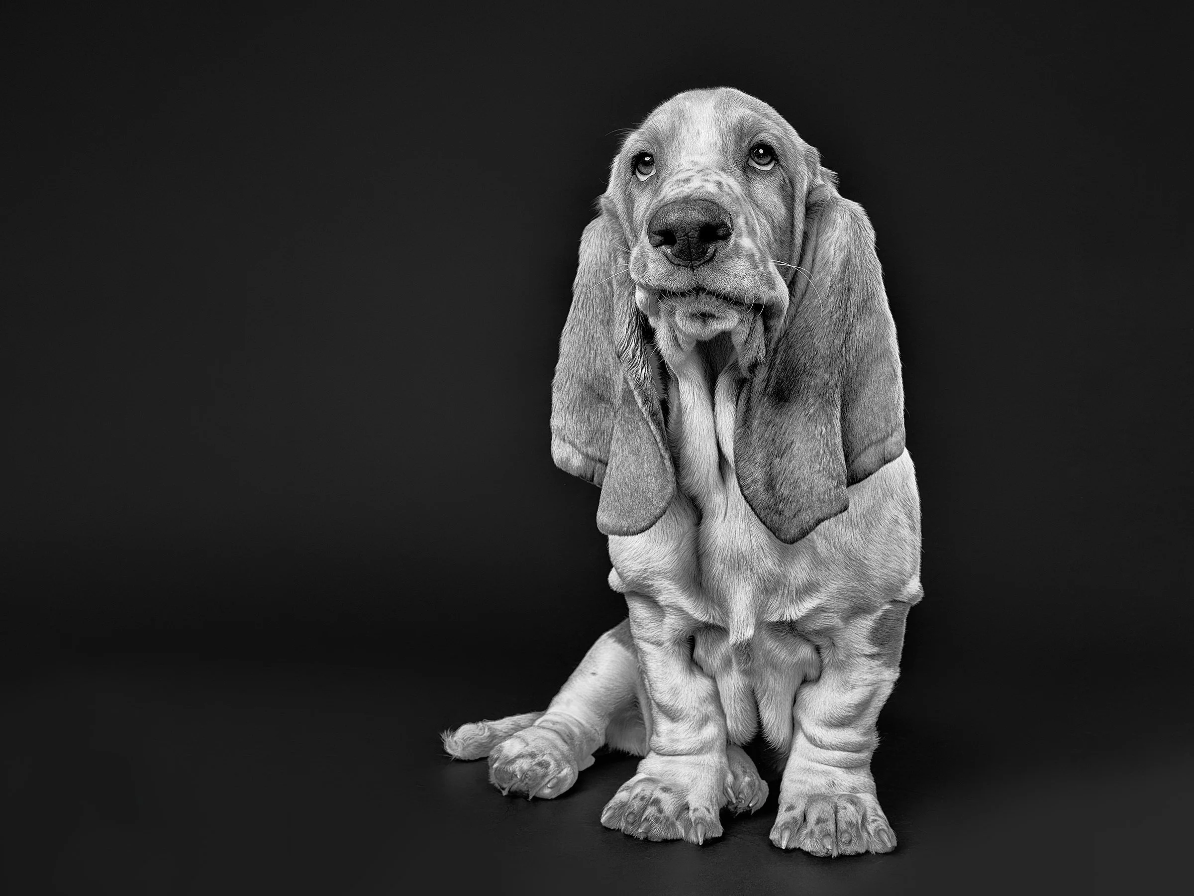los-angeles-puppy-photography-studio-animal-portraits1203199.jpg
