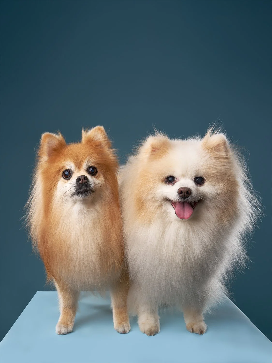 Two fluffy Pomeranian dogs standing on a light blue box against a dark blue background at Los Angeles pet photo studio Shuttermutt Photo