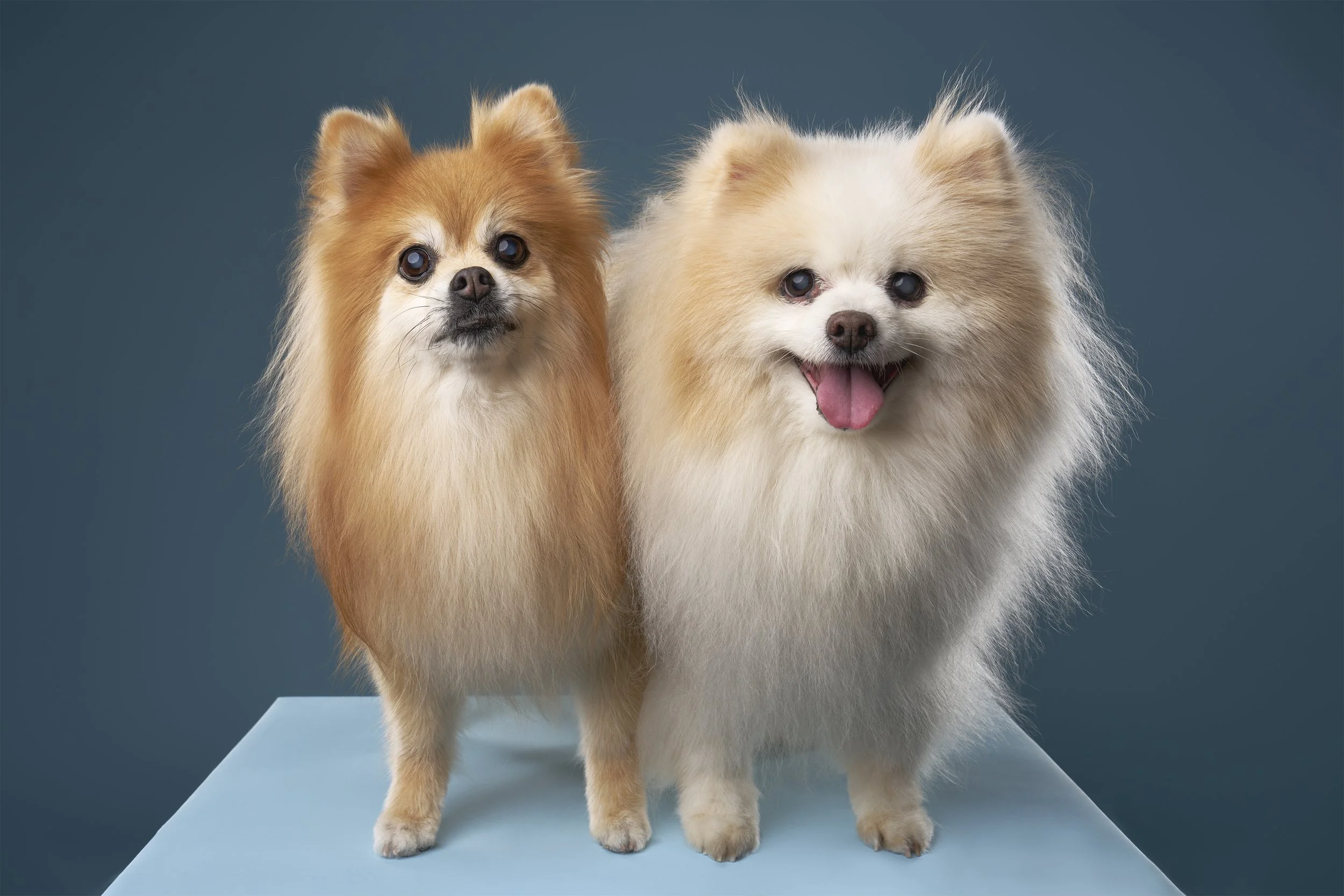 Senior Pomeranians Teddy and Princess photographed on a blue background during their Los Angeles pet portrait session.