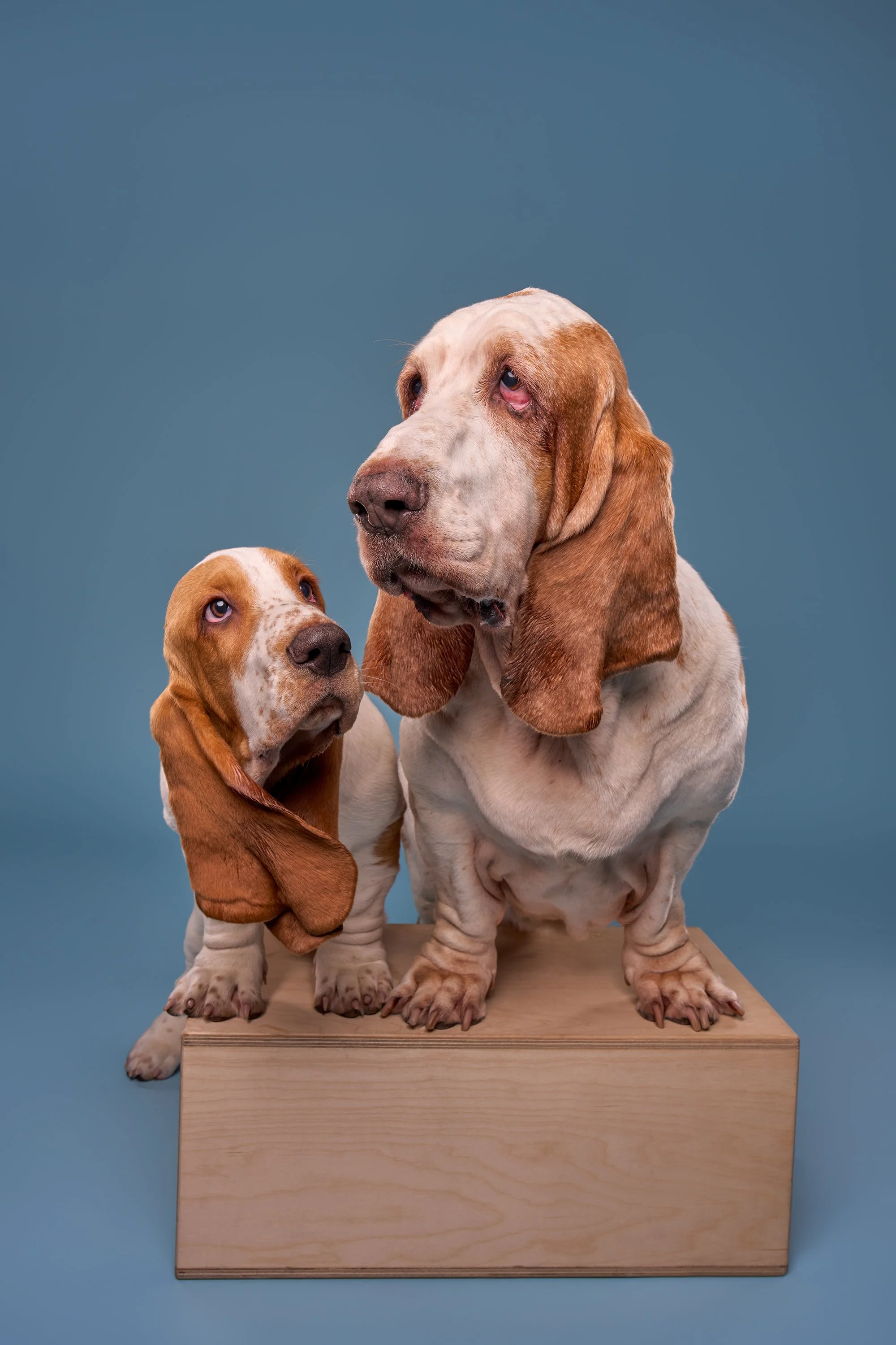 Portrait of a basset hound senior dog and puppy on a blue background in LA pet photo studio Shuttermutt Photo