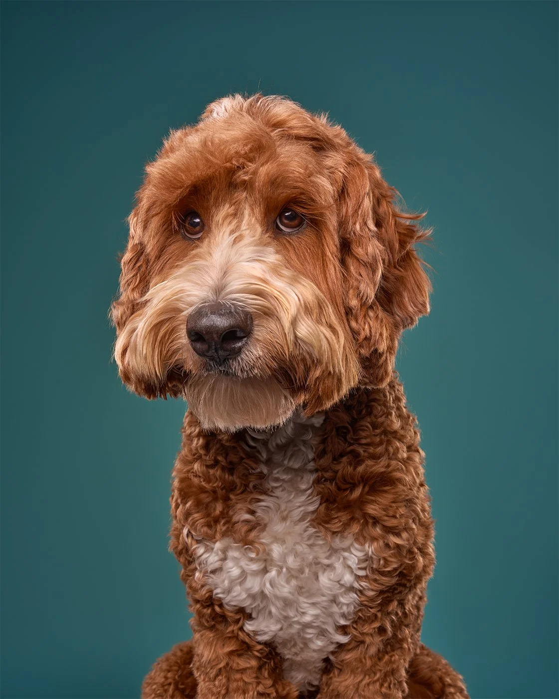 Bernadoodle dog sitting sweetly against a teal background in Los Angeles pet photo studio