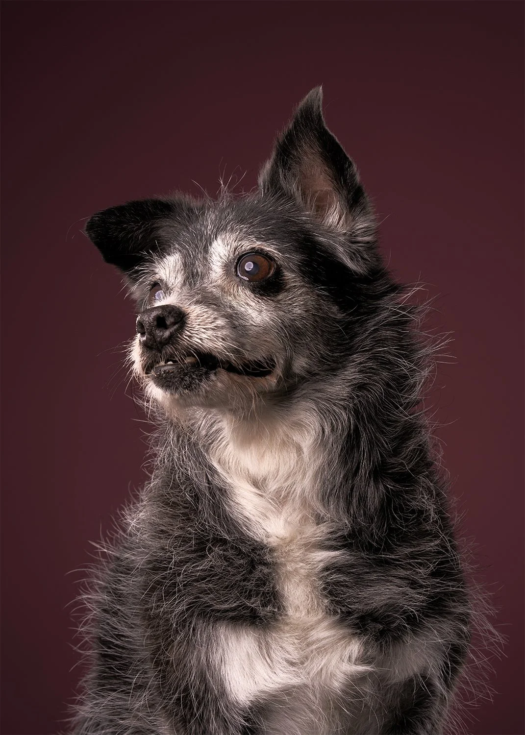 A terrier-mix gray and white dog gazing left against a dark maroon background while being photographed at Shuttermutt Photo pet portrait studio