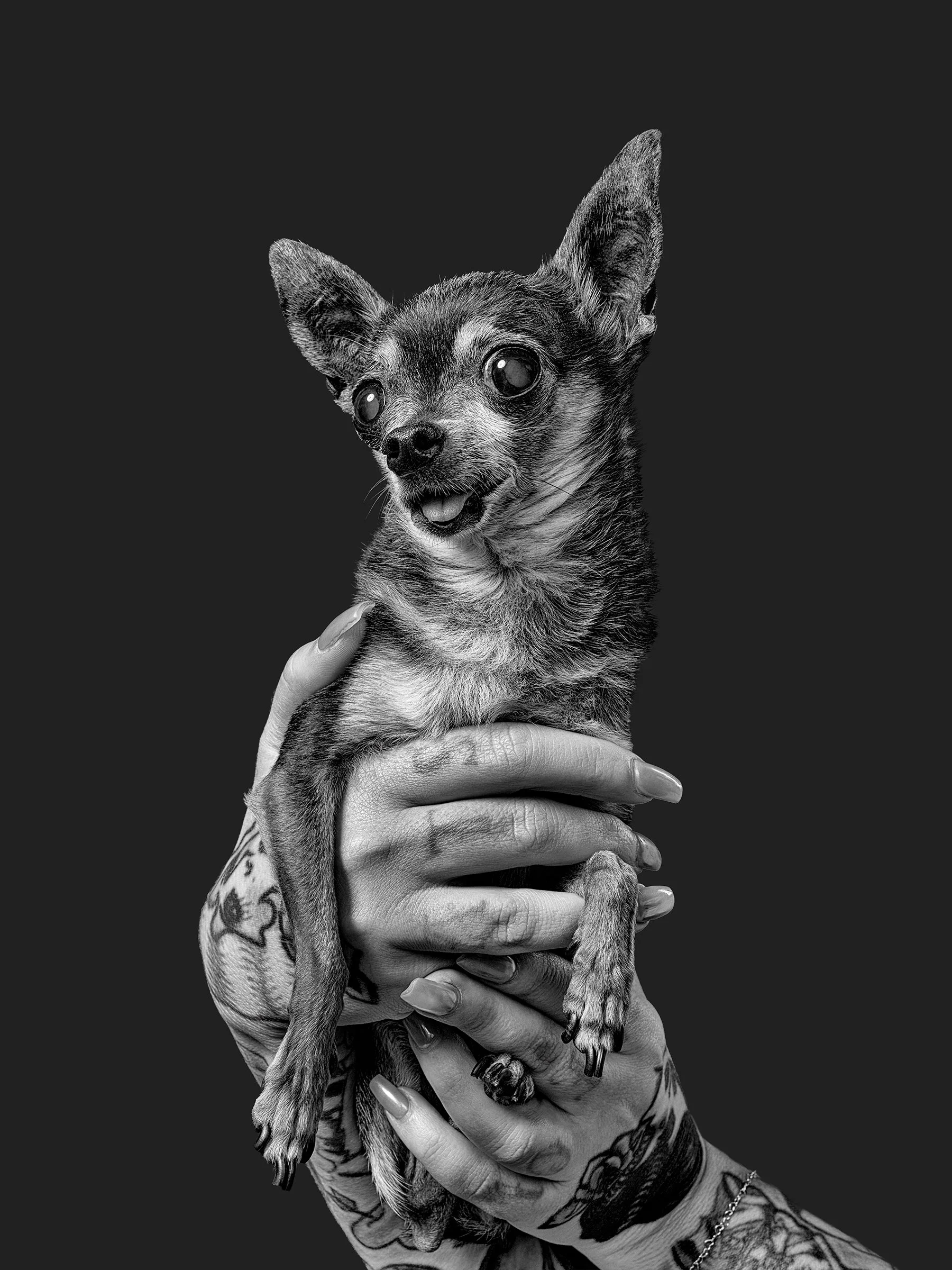black and white portrait of a tiny senior chihuahua held in a woman's hands at Los Angeles pet photography studio Shuttermutt Photo