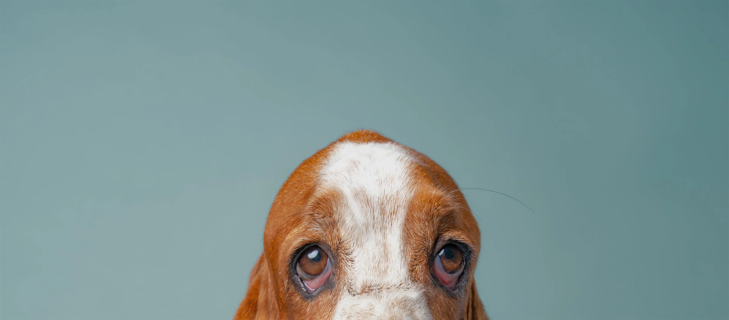 Close-up of a brown and white Basset Hound dog with sad eyes against a teal background at Shuttermutt Photo, a Los Angeles fine art dog photography studio