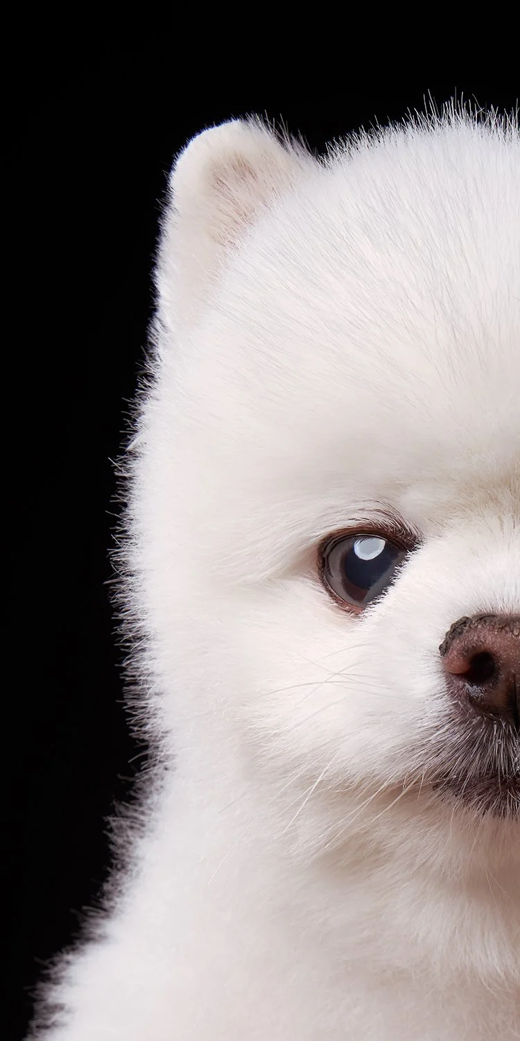 Close-up portrait of a white Pomeranian dog with one eye visible against a black background in LA dog photography studio Shuttermutt Photo