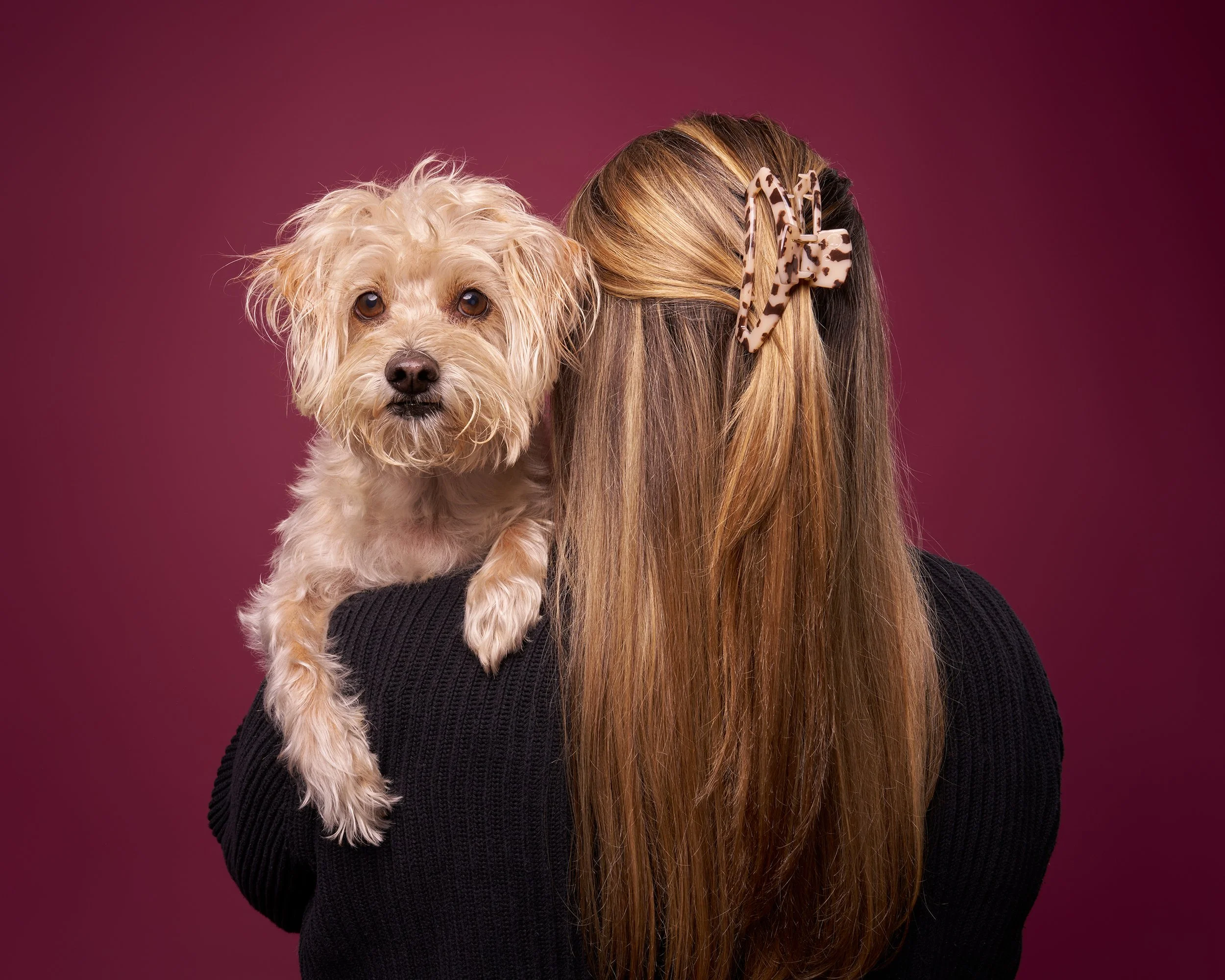 Small shaggy dog with blonde hair faces camera as he perches over shoulder of woman with long blond hair facing backwards against maroon background in LA