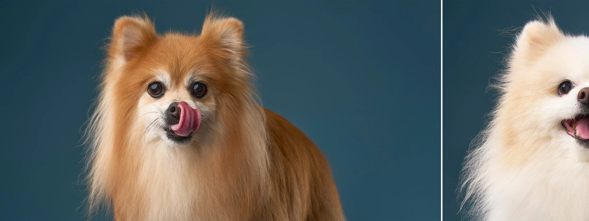 Senior Pomeranians Teddy and Princess photographed on a blue background during their Los Angeles pet portrait session.
