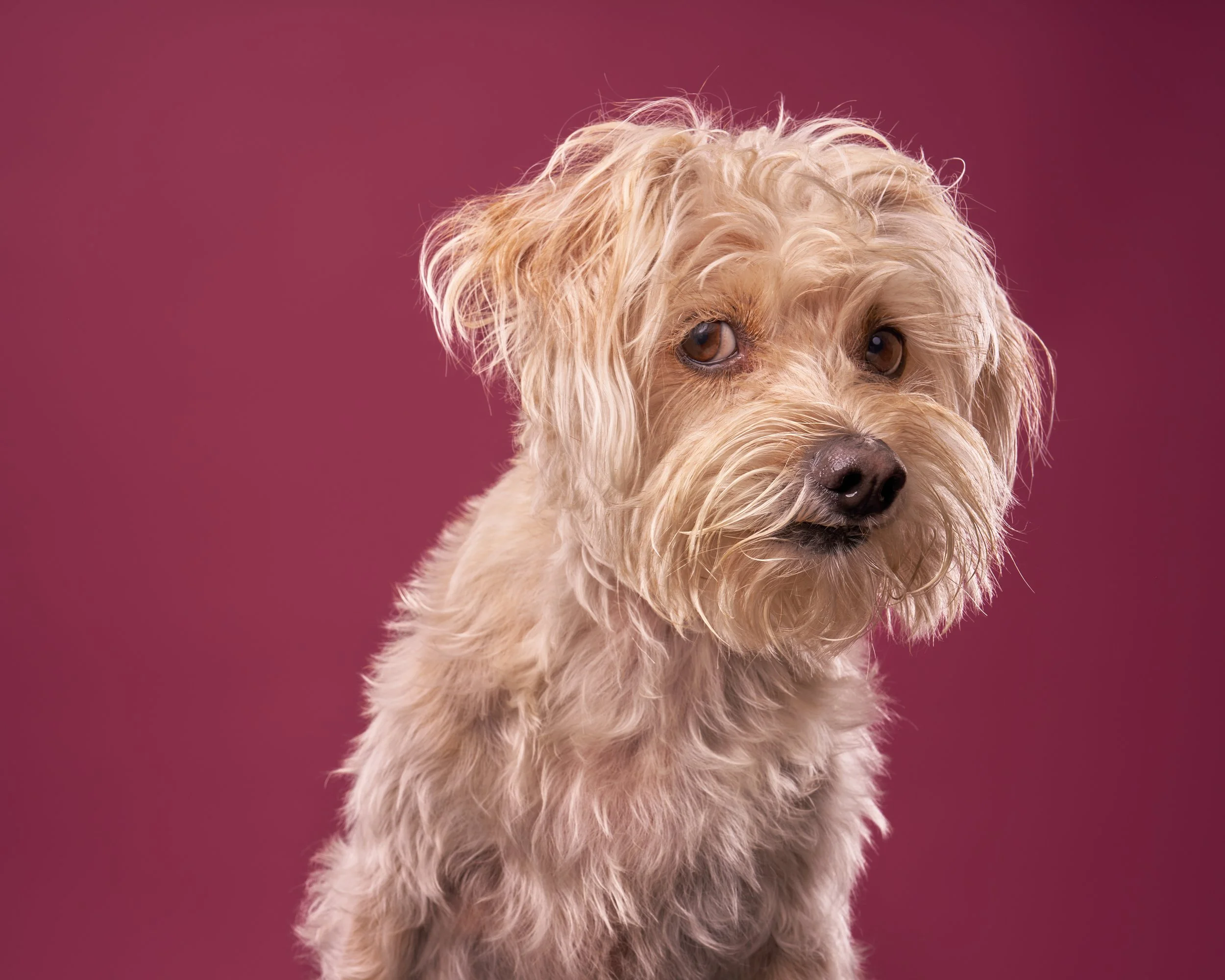 Blonde shaggy terrier dog sitting against pink background