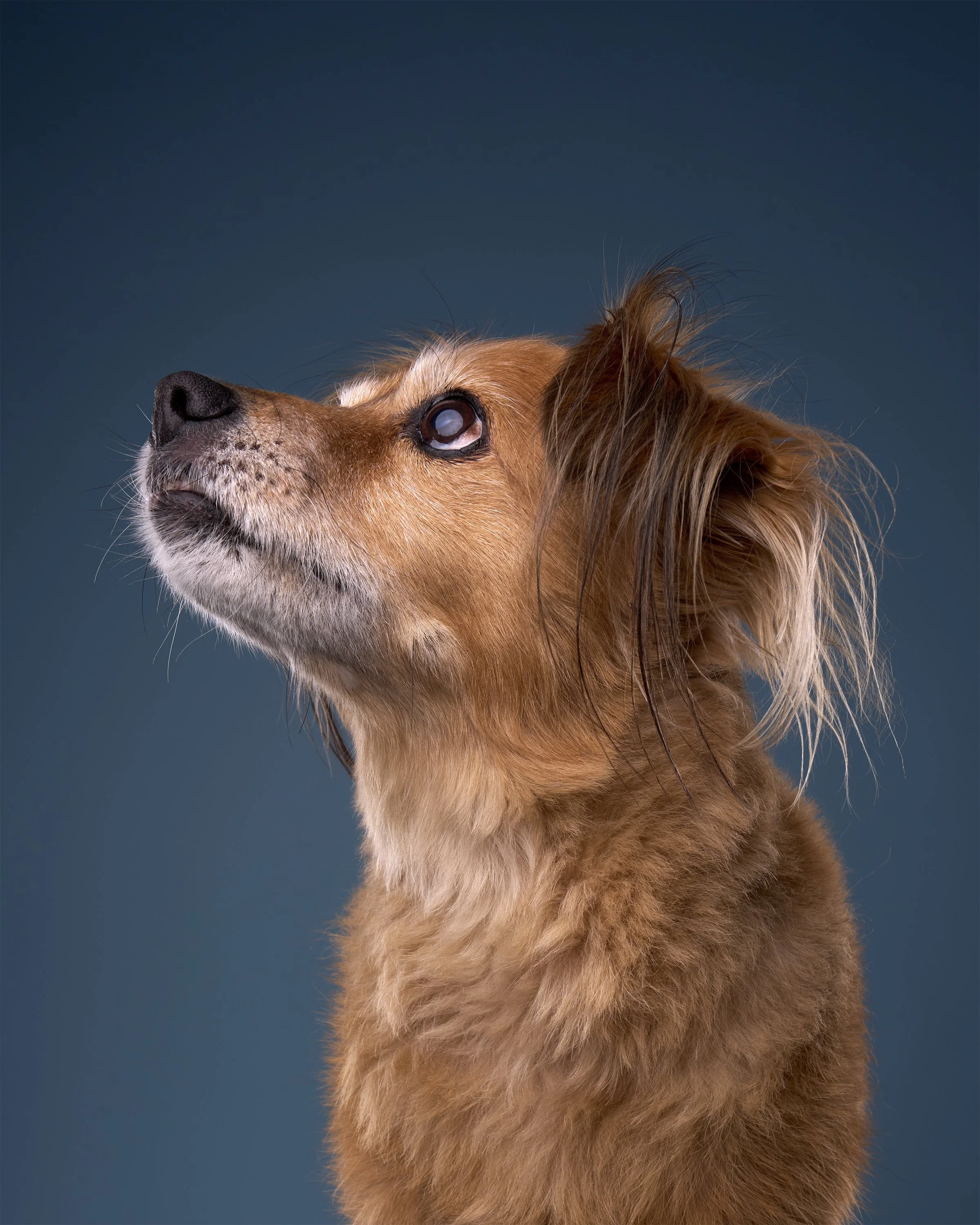 Fluffy brown, senior dog looking up against a dark blue background in Los Angeles