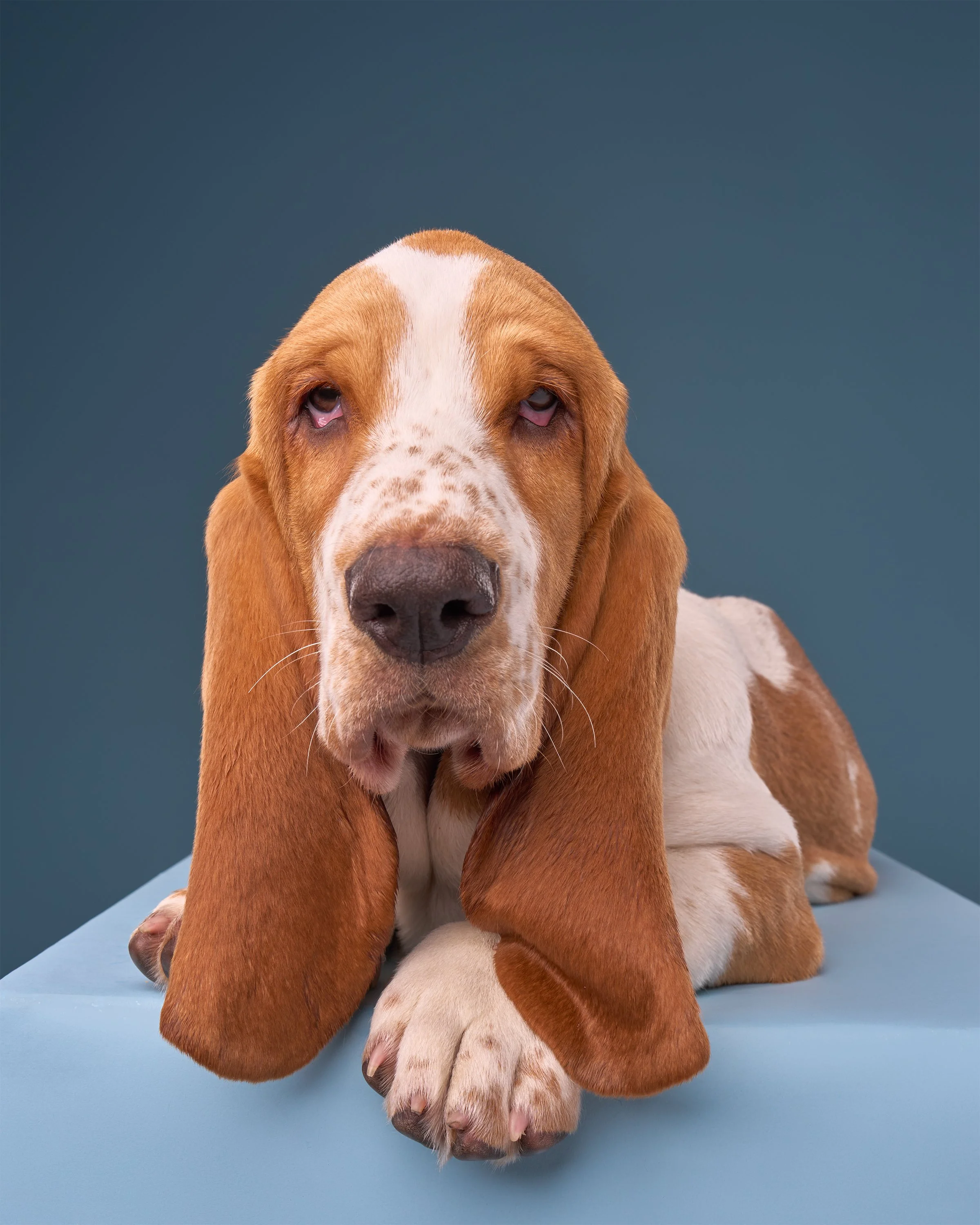 Portrait of sleepy basset hound puppy lying on a blue box against blue background in Shuttermutt Photo studio