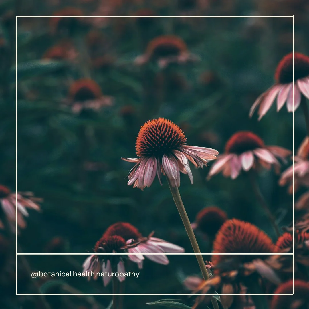 Echinacea

A beautiful herb used in clinic and one of my favourites in the garden too. Such pretty flowers!

Medicinally, it is a well known herb for it's benefits in supporting immunity and it definitely goes into many of my immune supportive herbal