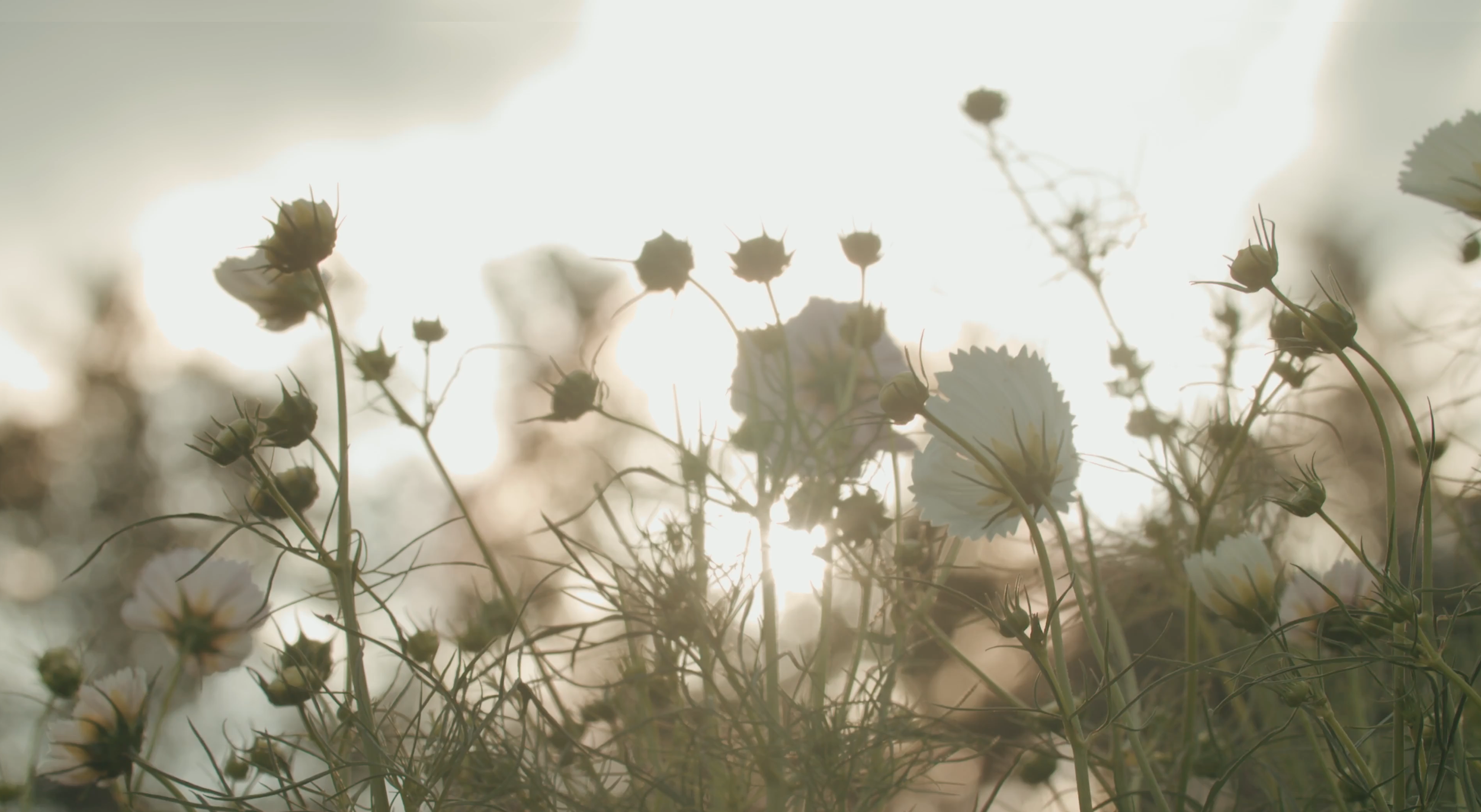 Botanical Health Naturopathy - Wangaratta Naturopath.png