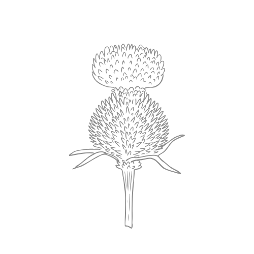 Line drawing of a dandelion flower in a simple, monochrome style.