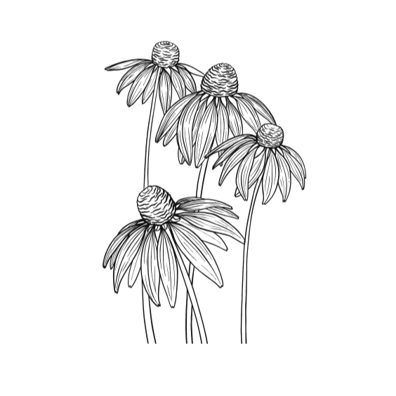 Black and white line drawing of several coneflowers with large, rounded centers and long, drooping petals.