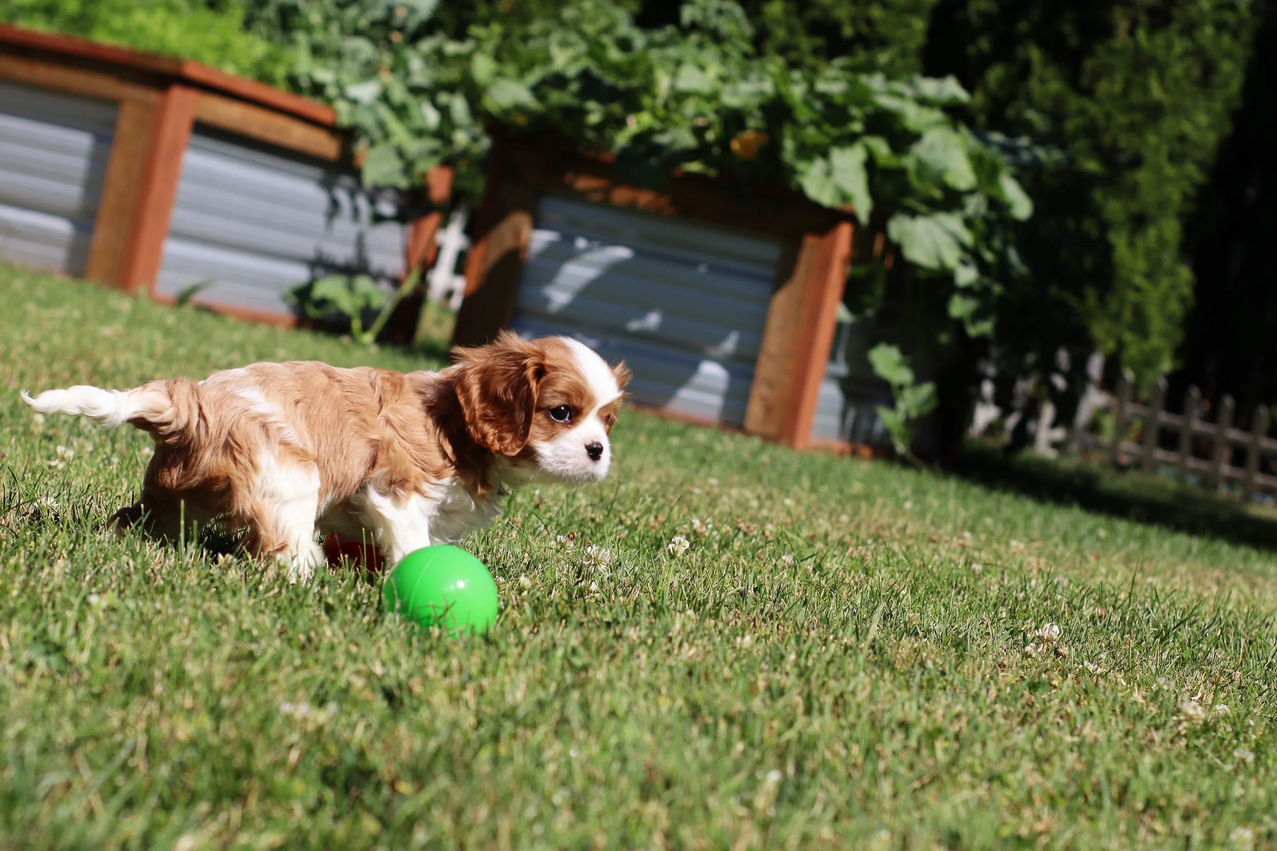 Cavalier King Charles Spaniel puppy standing near a little green plastic ball with garden boxes in the background.