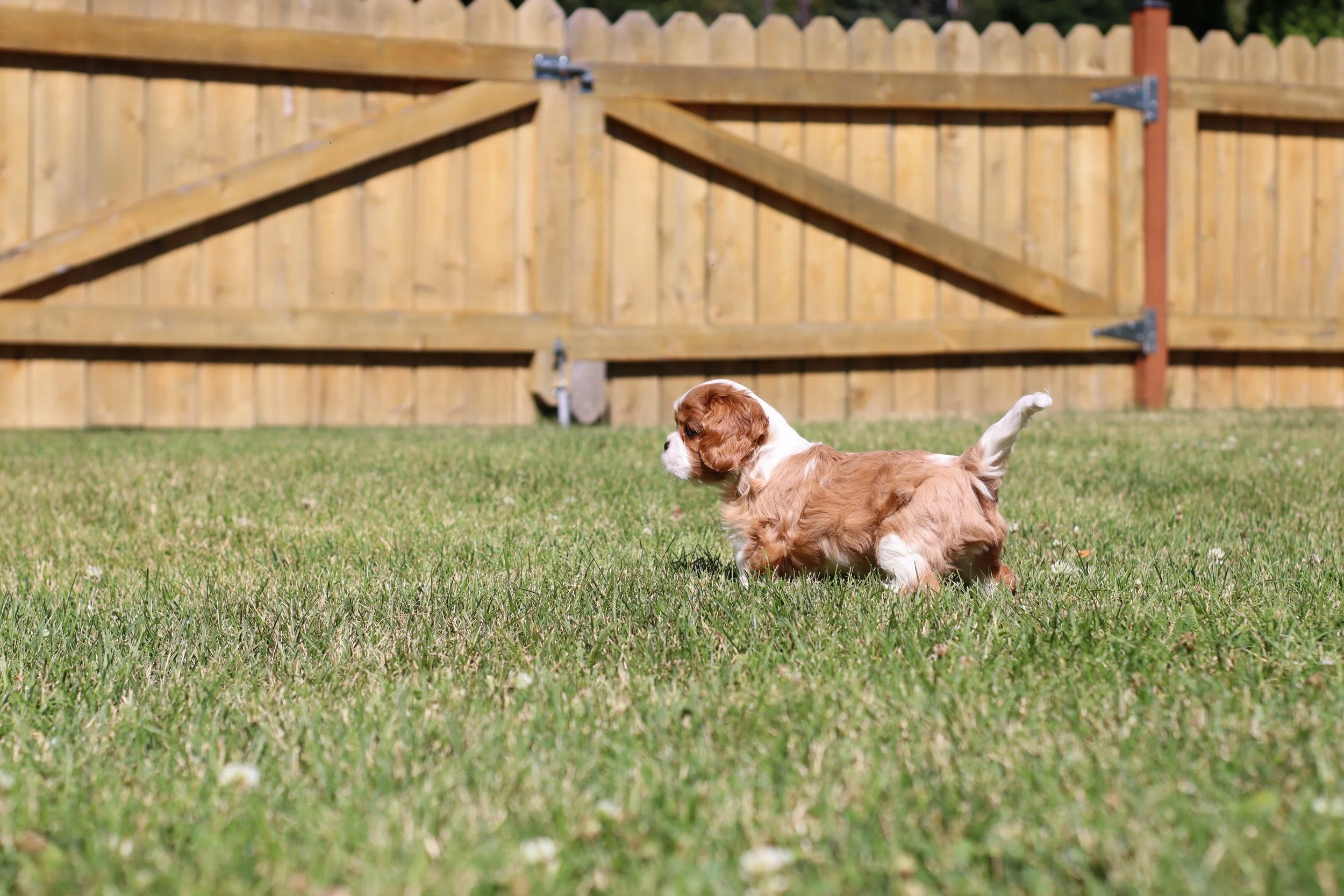 Cavalier King Charles Spaniel standing facing to the left away from the camera on a green lawn with a cedar fence in the background.